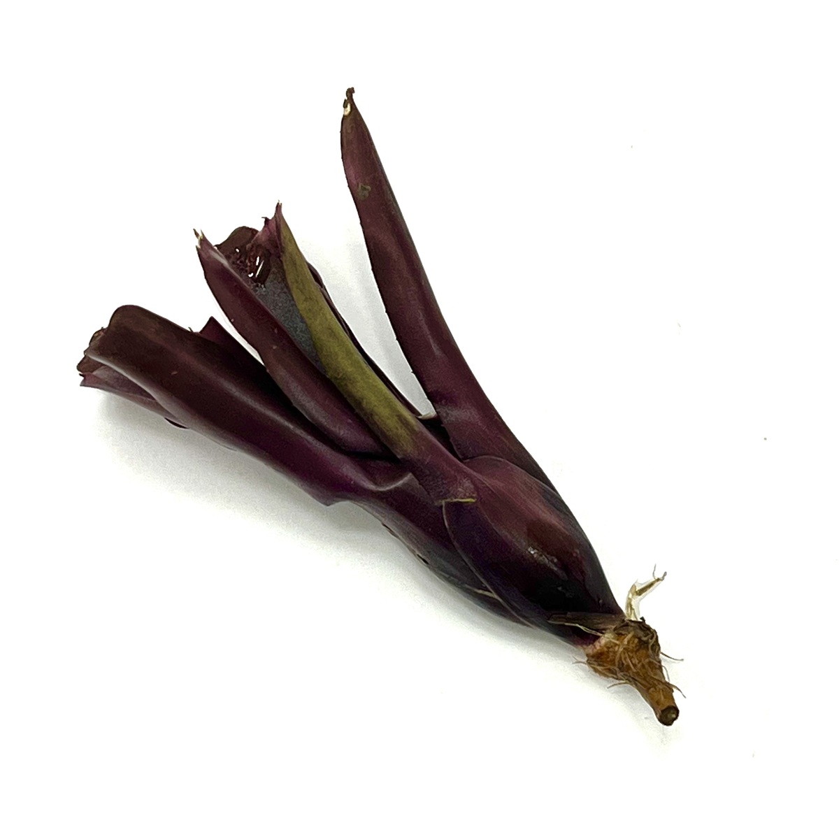 Neoregelia schultesiana Hawaii