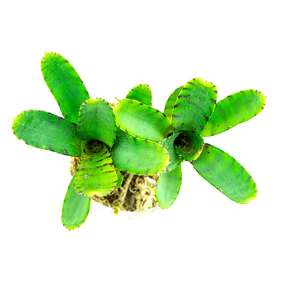 Neoregelia akeso