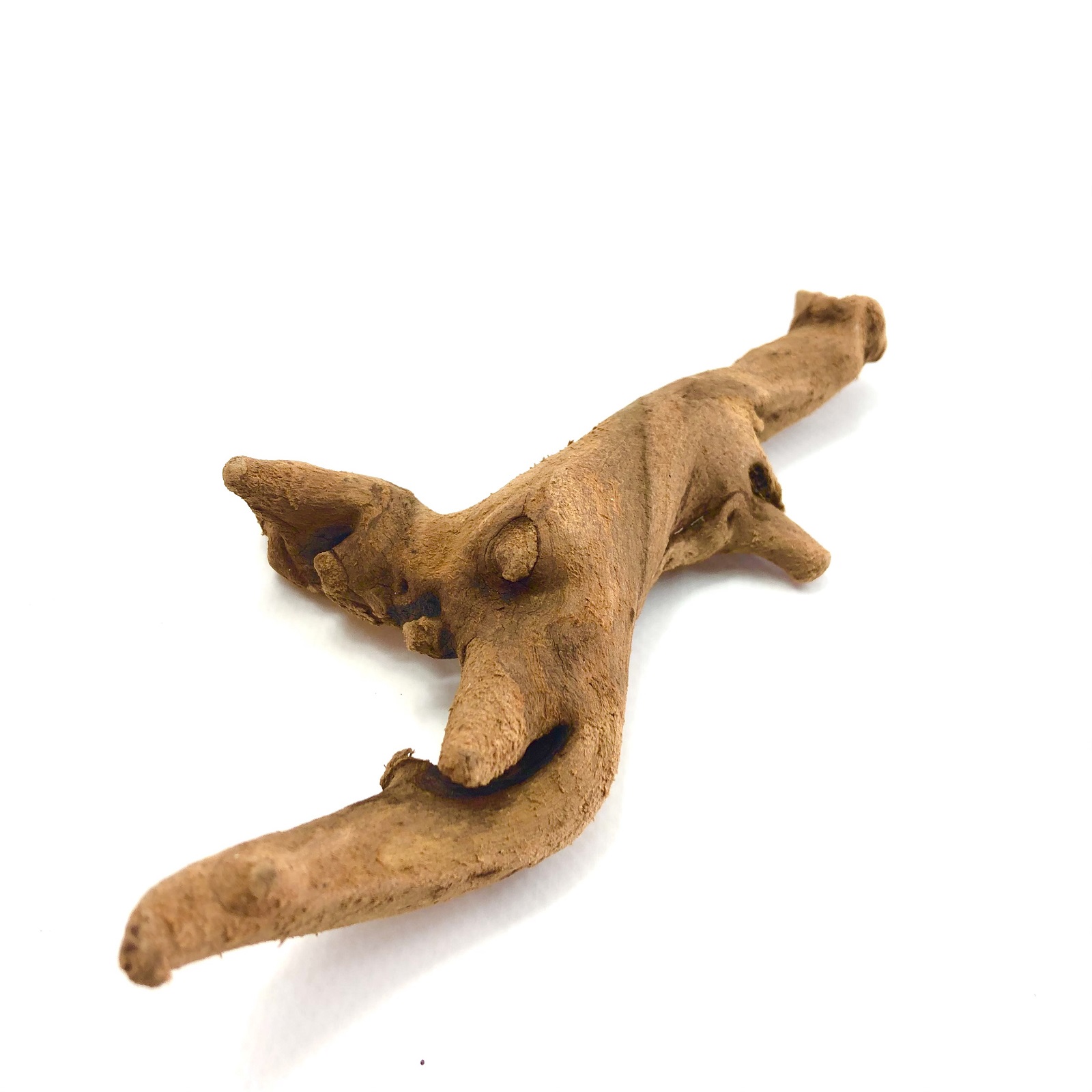 Mangrovenwurzel 15 - 25 cm