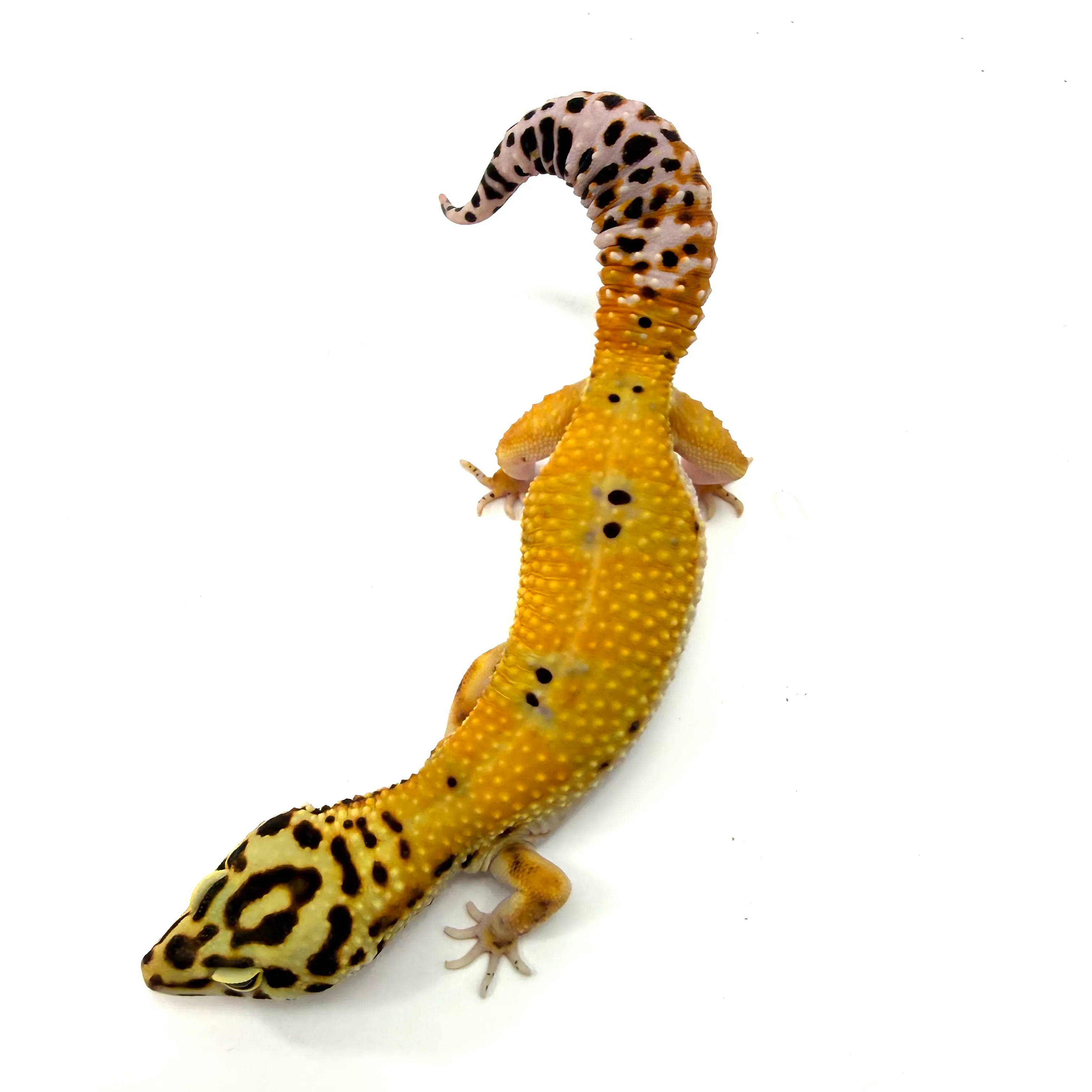 Mandarin