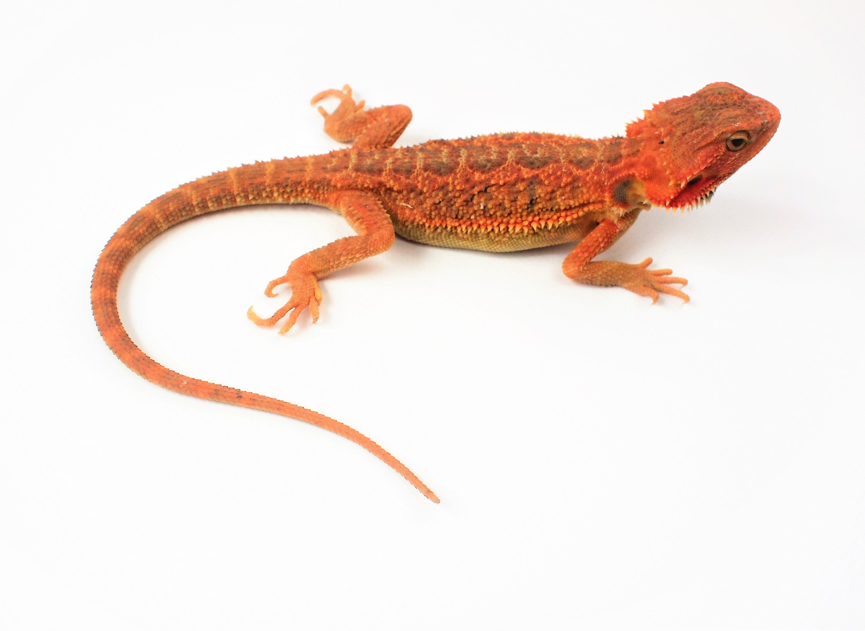 Hypo Translucent Reverse Striped Cawley Super Red