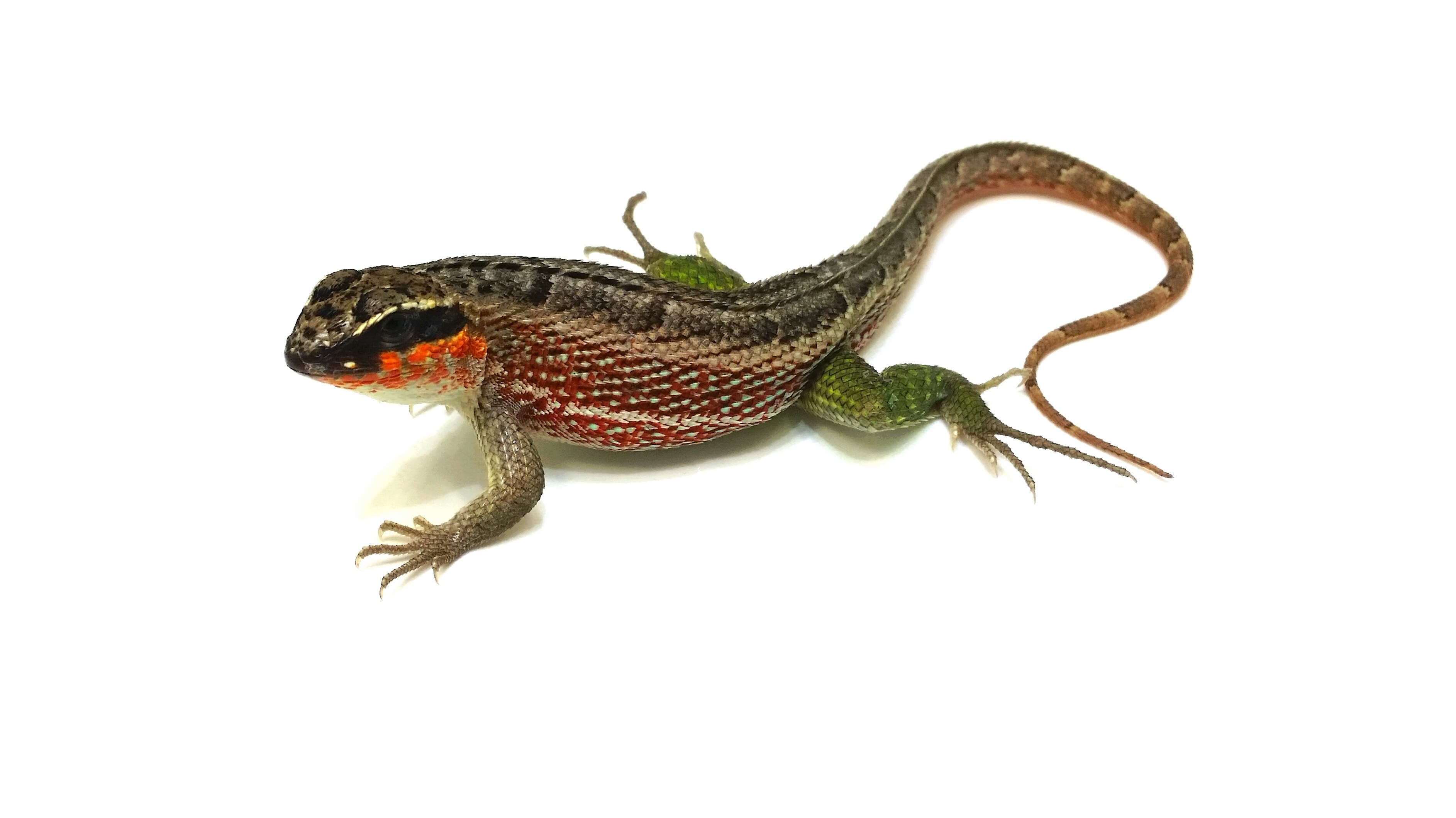 Leiocephalus personatus