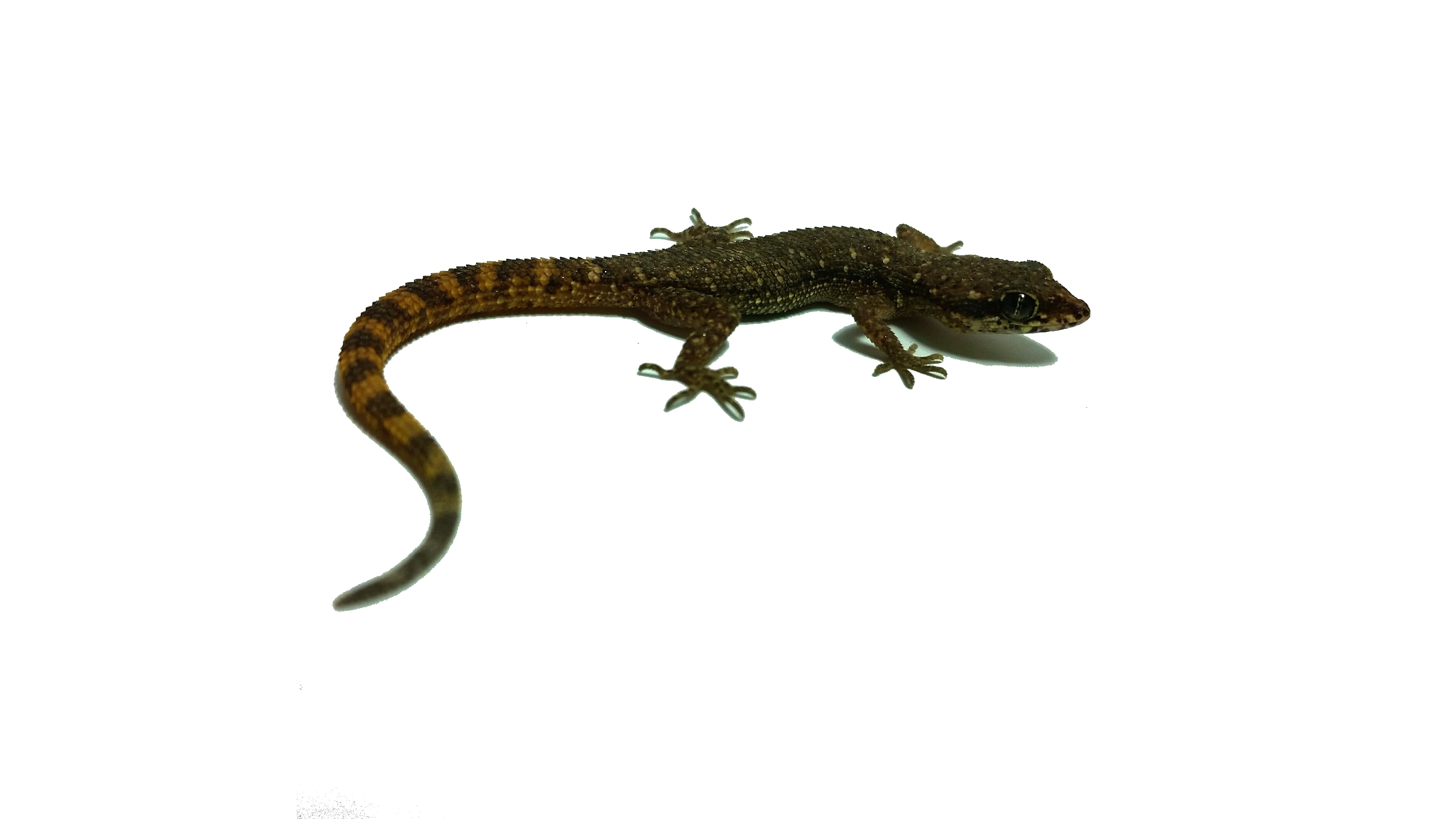 Tropiocolotes tripolitanus