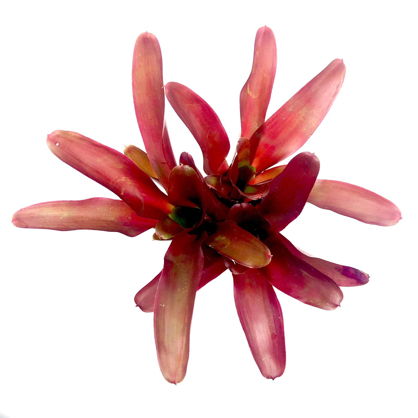 Neoregelia fuego ancho