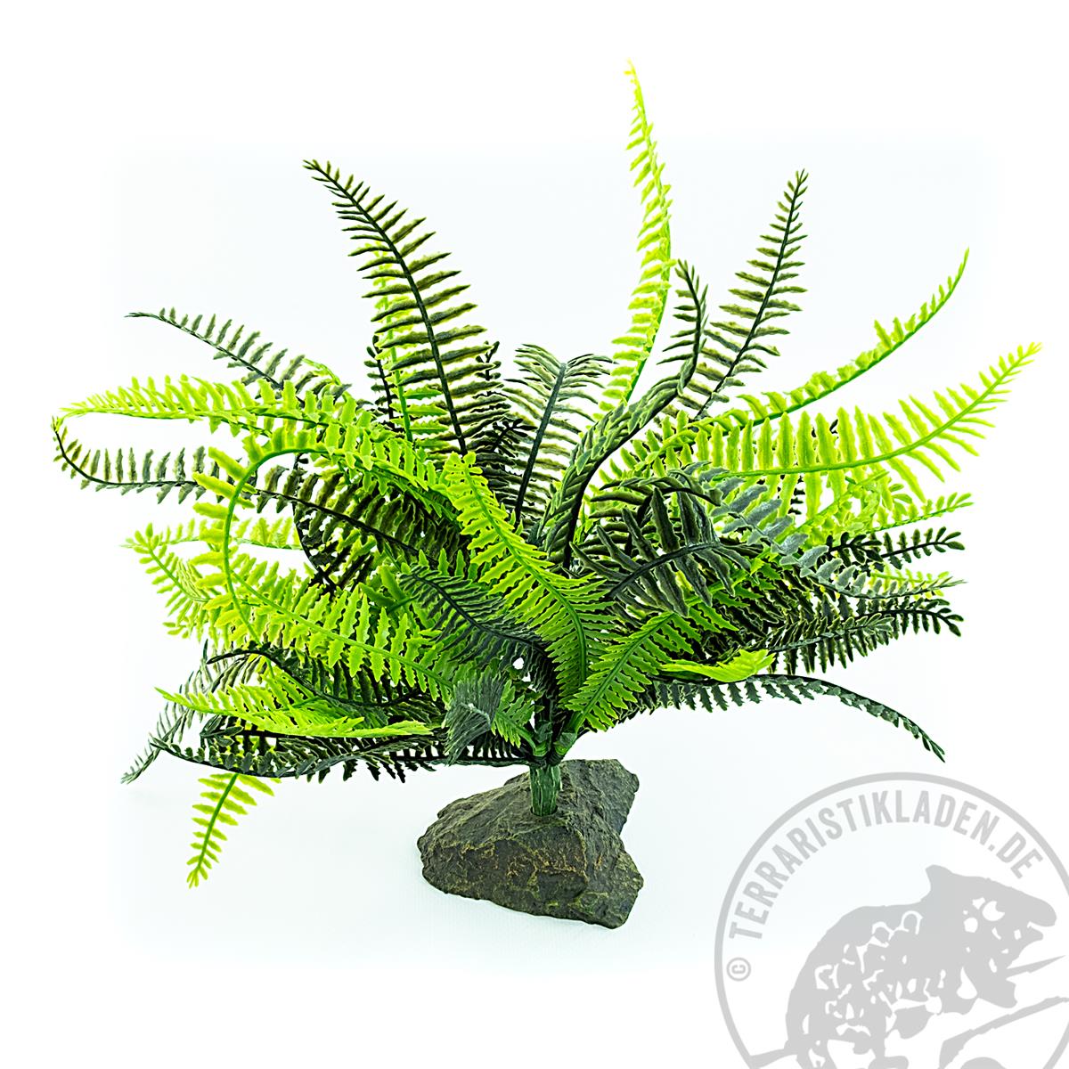 Fern