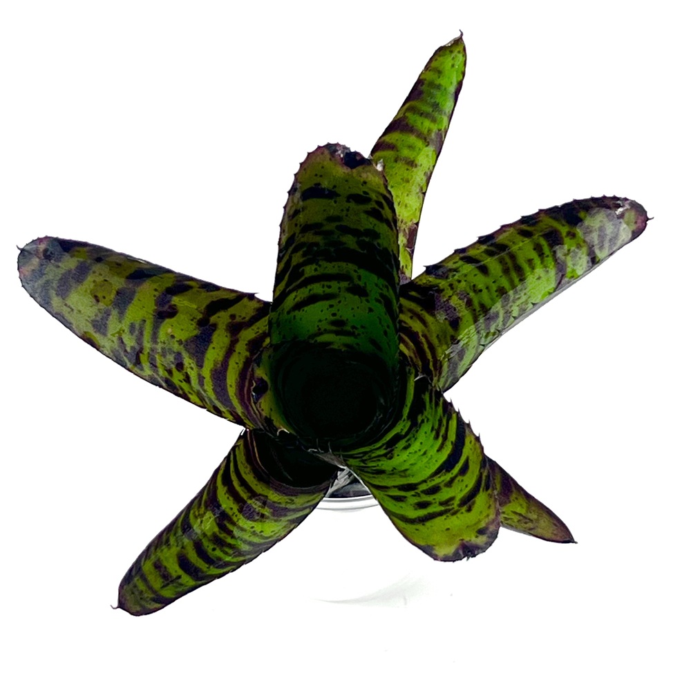 Neoregelia screaming tiger