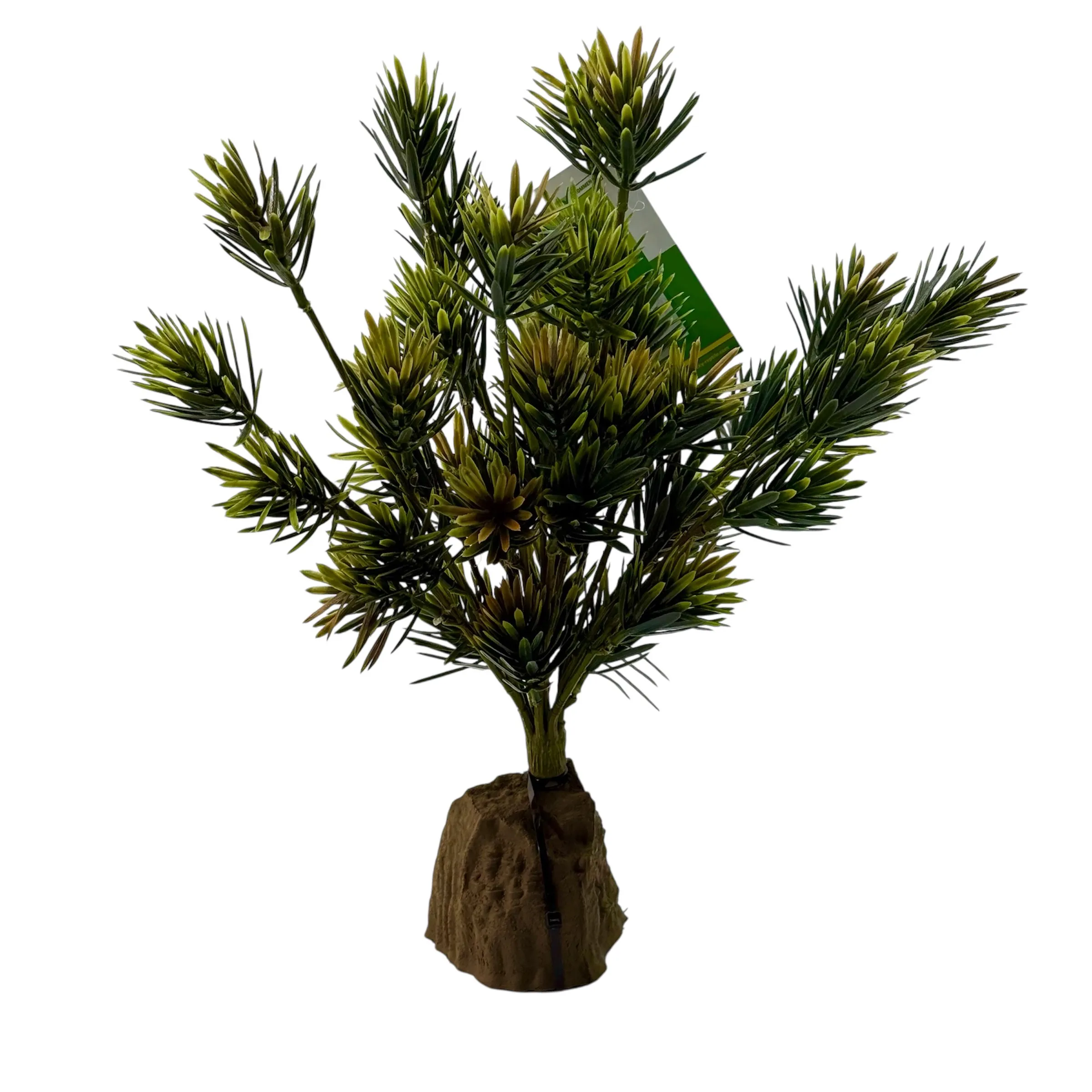 Podocarpus