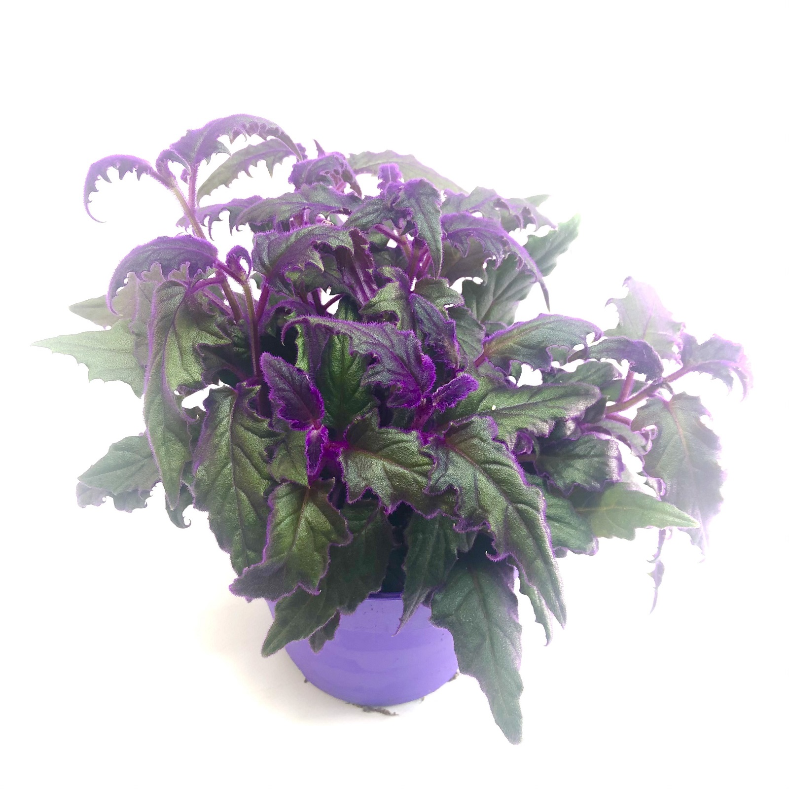 Gynura Purple Passion
