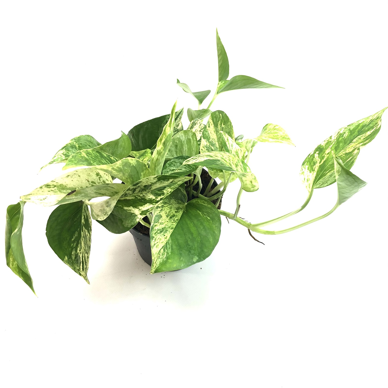 Epipremnum Marble Queen