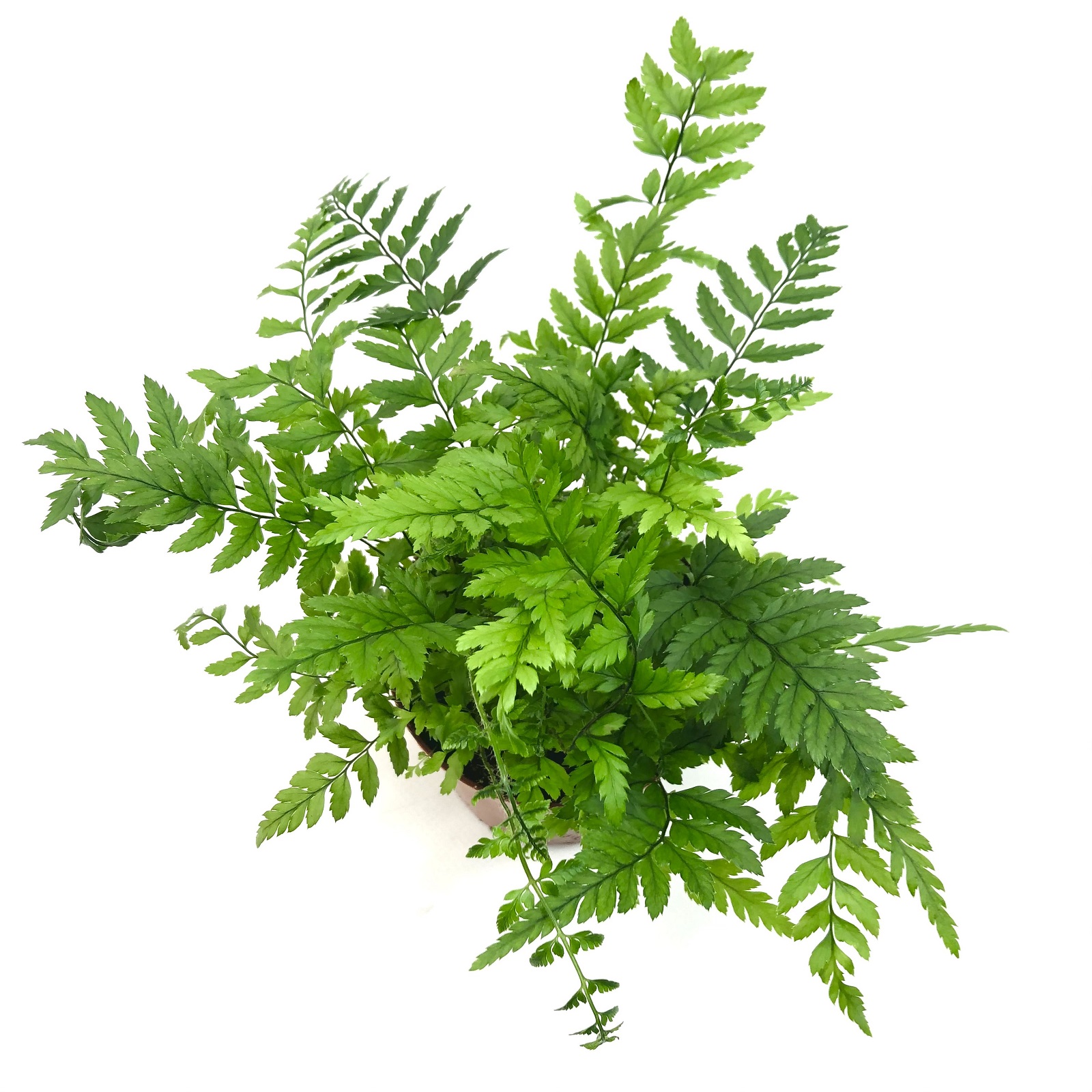 Polystichum tsus simense