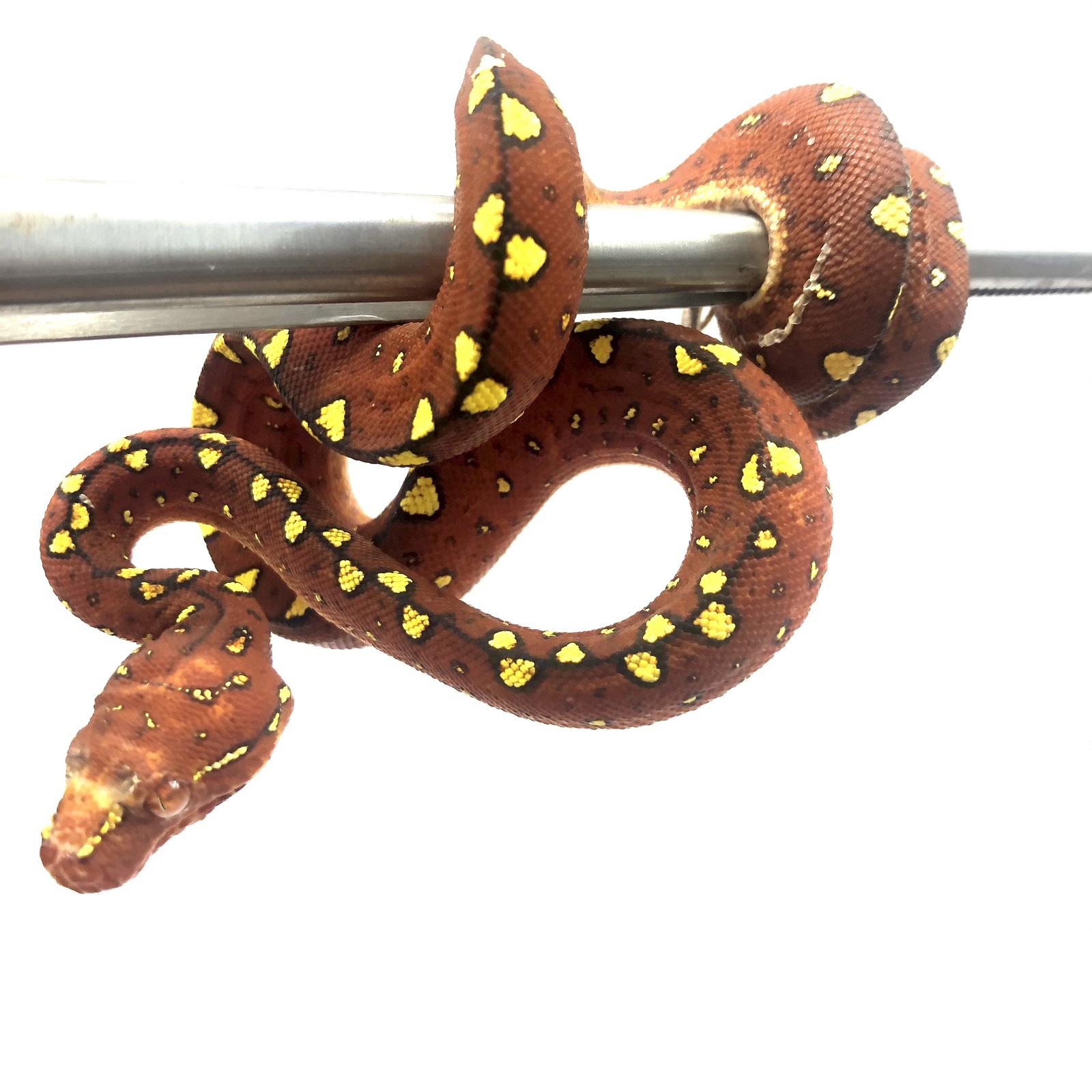 Morelia viridis Biak Baumpython