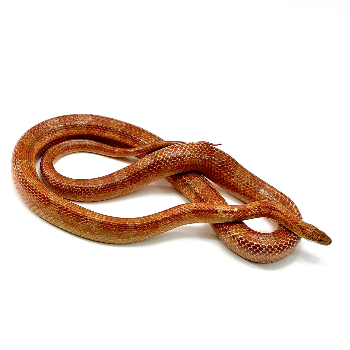 Pantherophis guttatus Sunglow Bloodred
