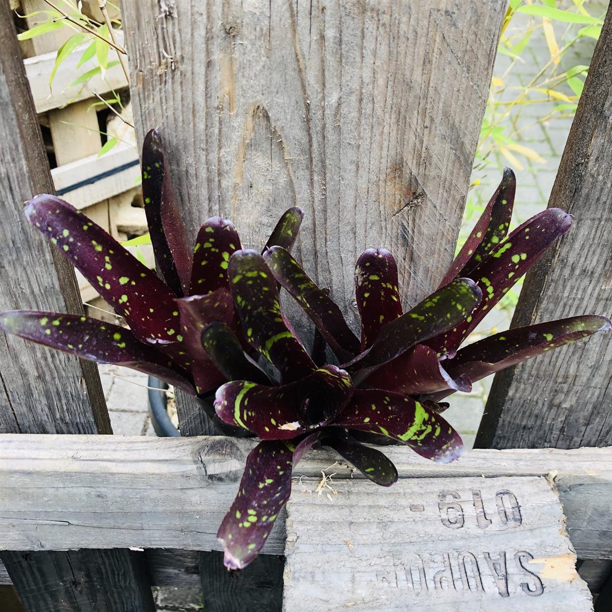 Neoregelia hansen mini