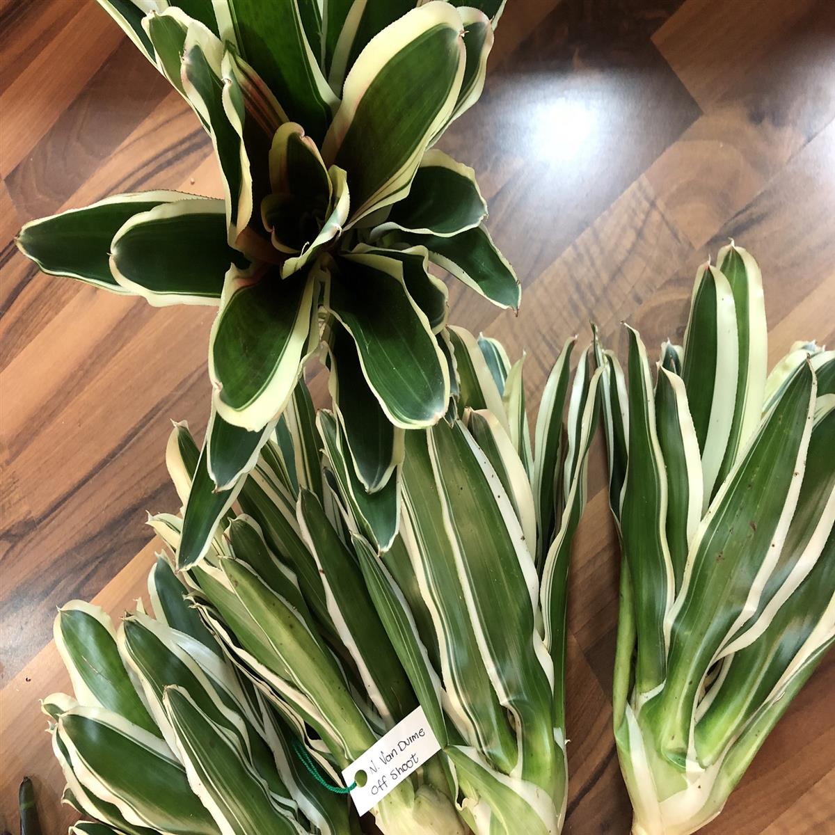 Neoregelia van durme