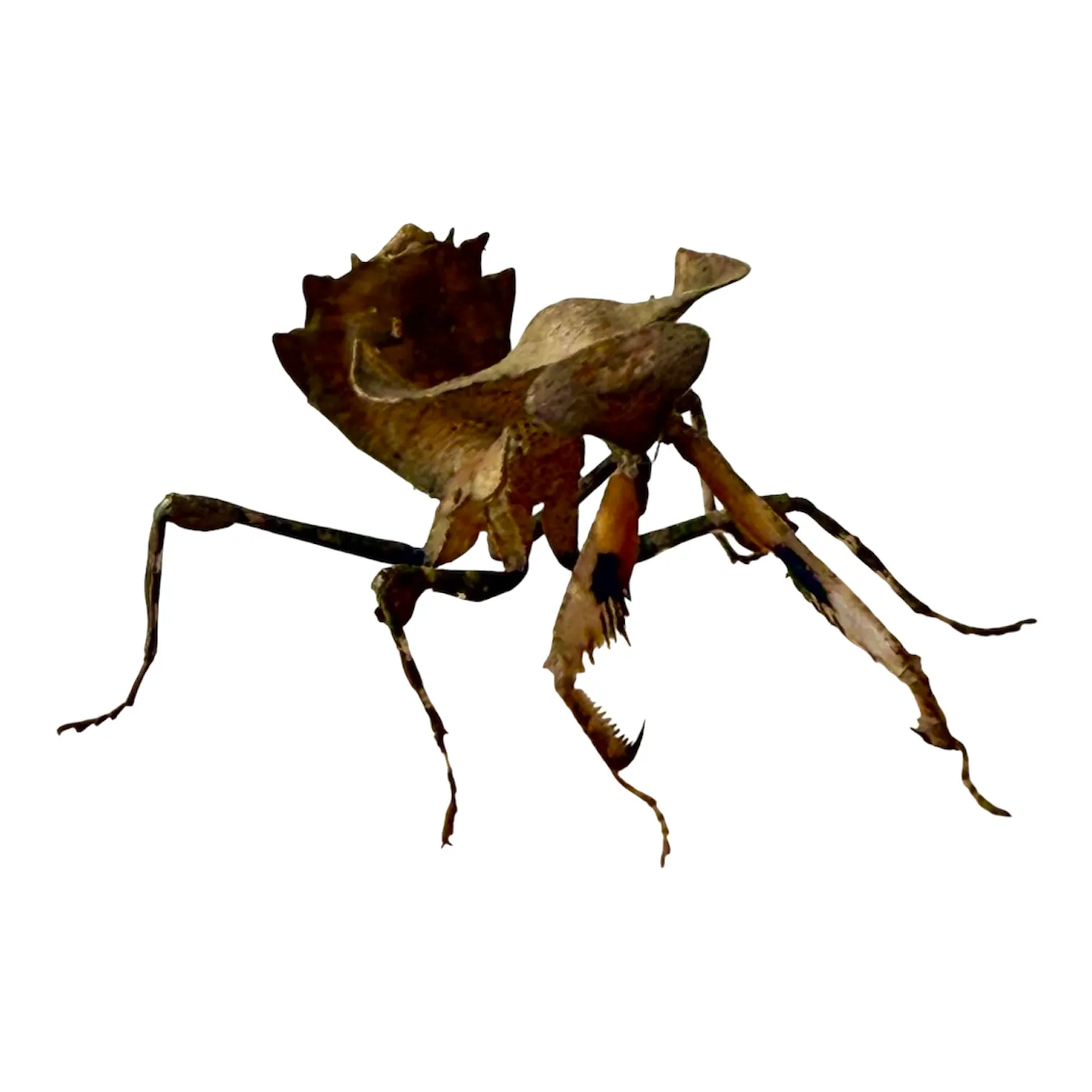 Deroplatys desiccata