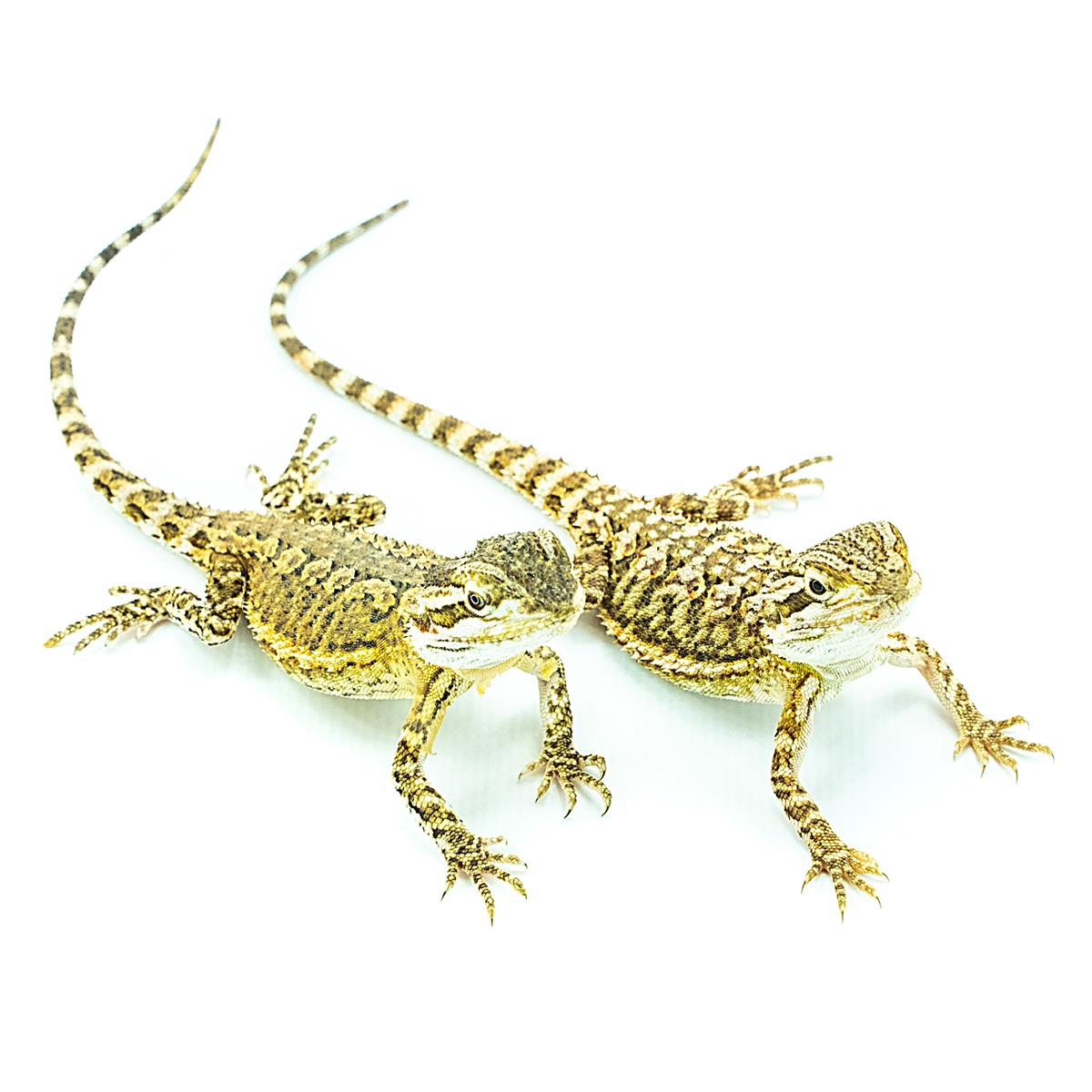 Zwergbartagame Pogona henrylawsoni