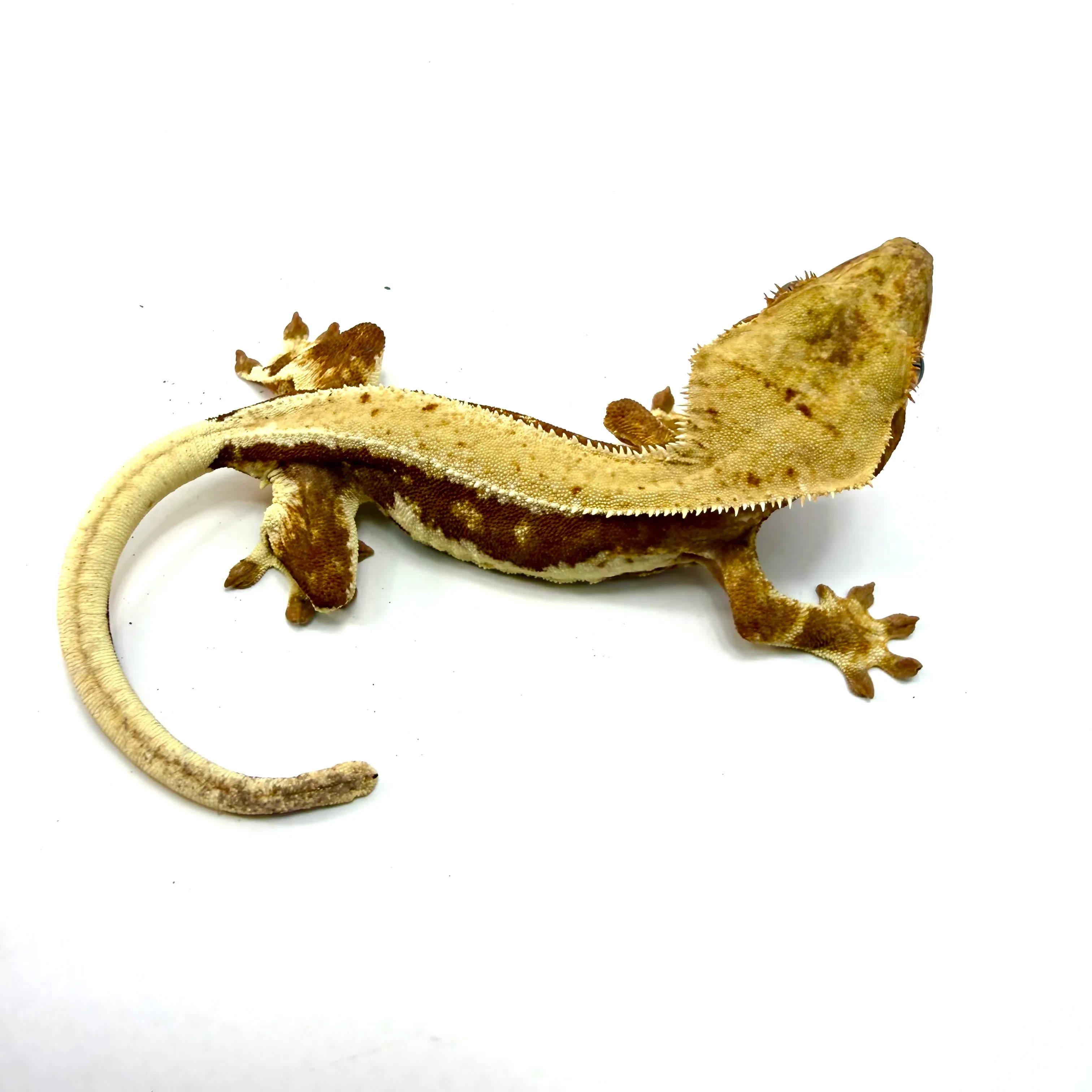 Lilly White female