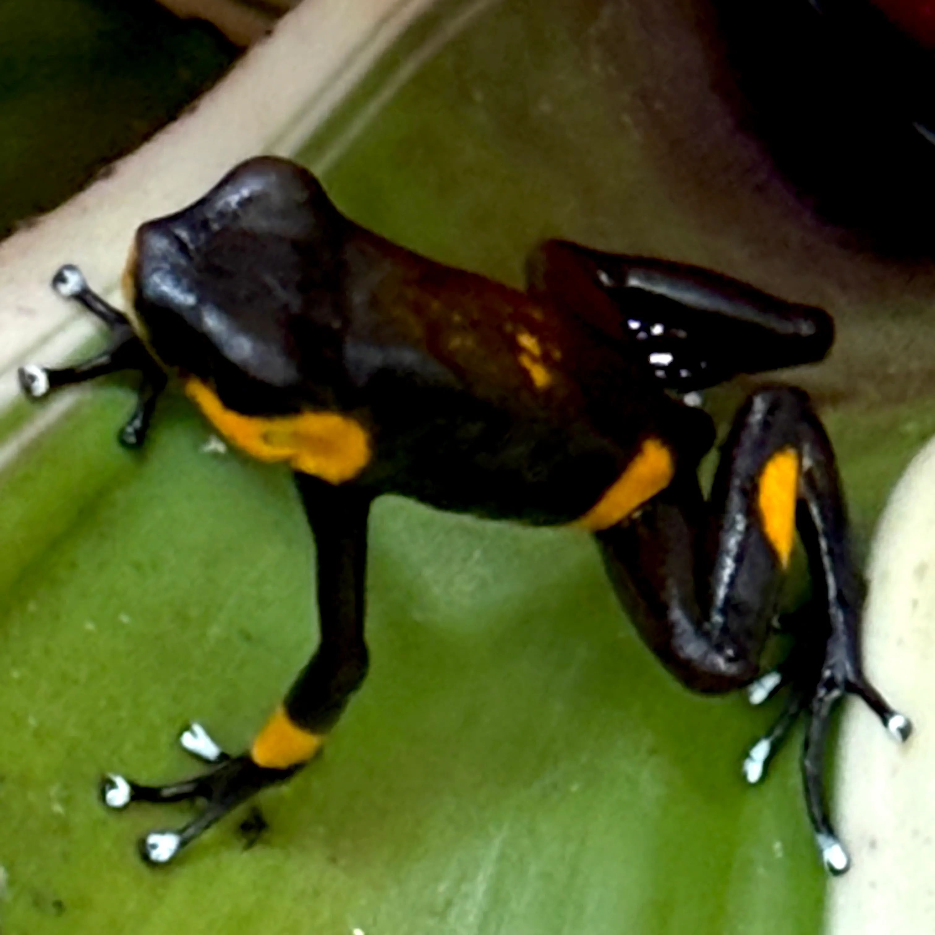 Oophaga lehmanni