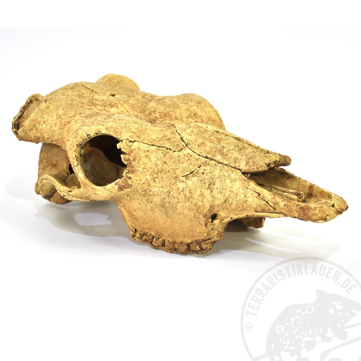 Exo Terra Buffalo Skull