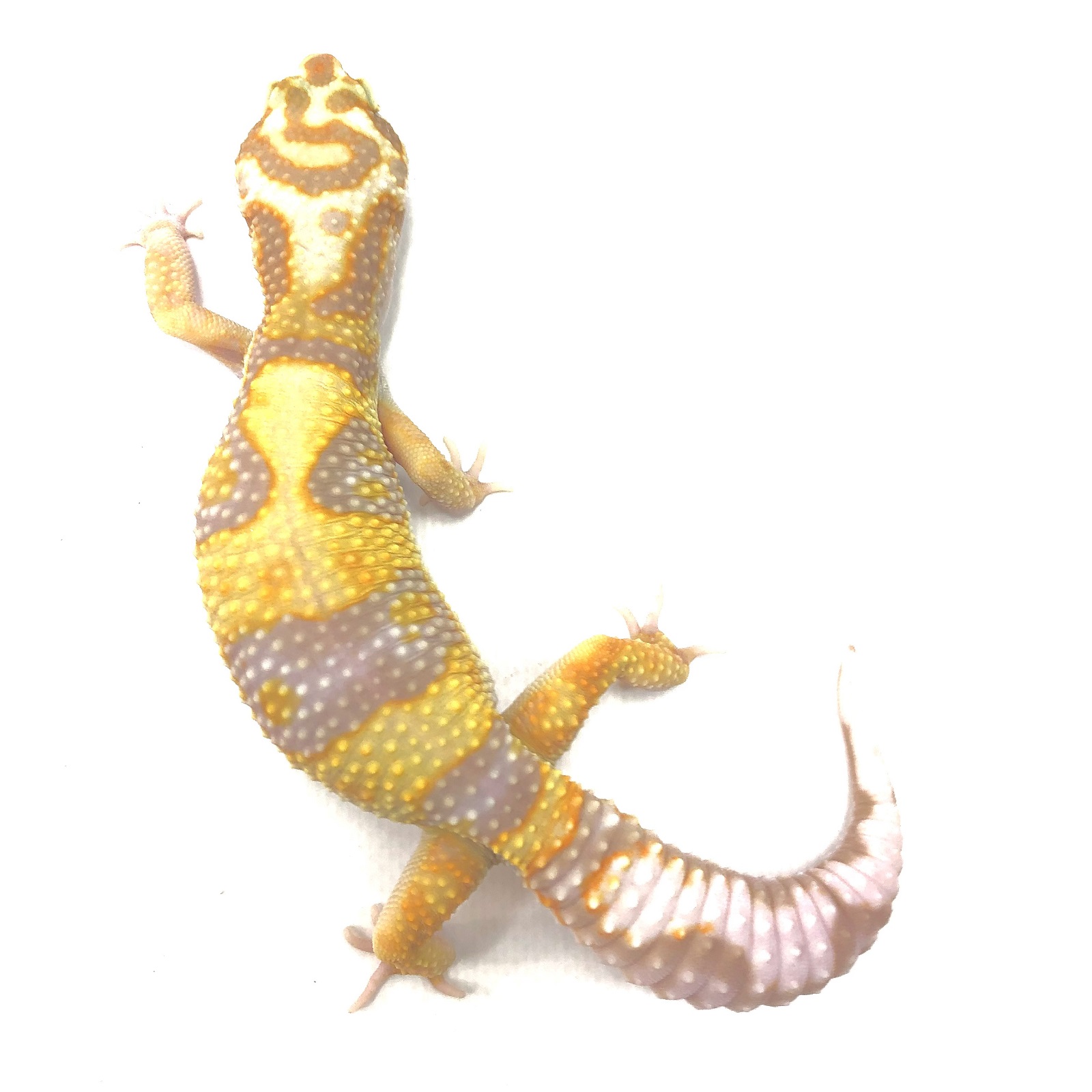 Golden Candy Cane Bold Bandit
