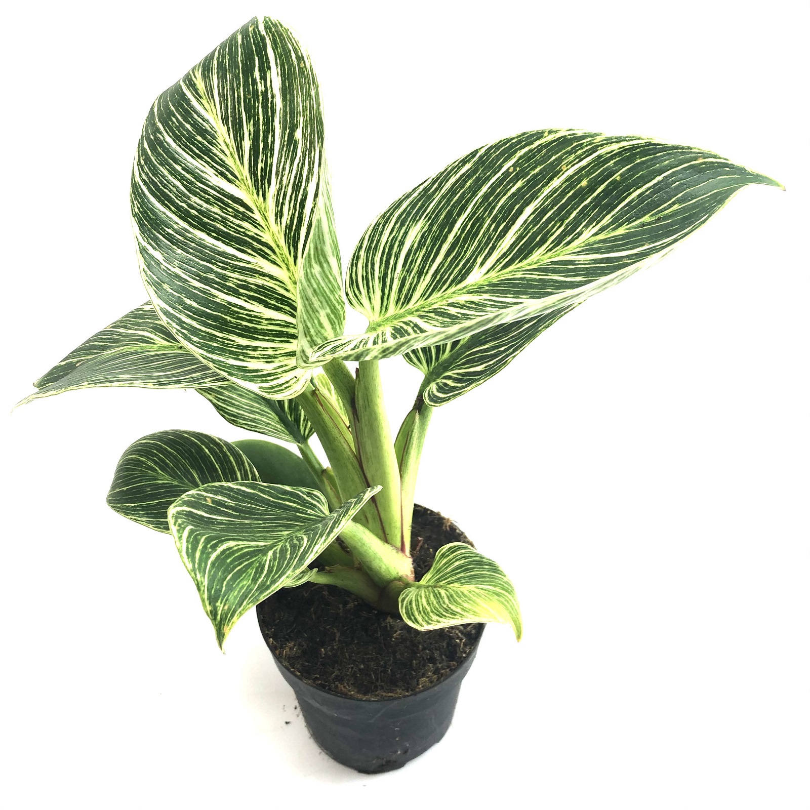 Philodendron birkin