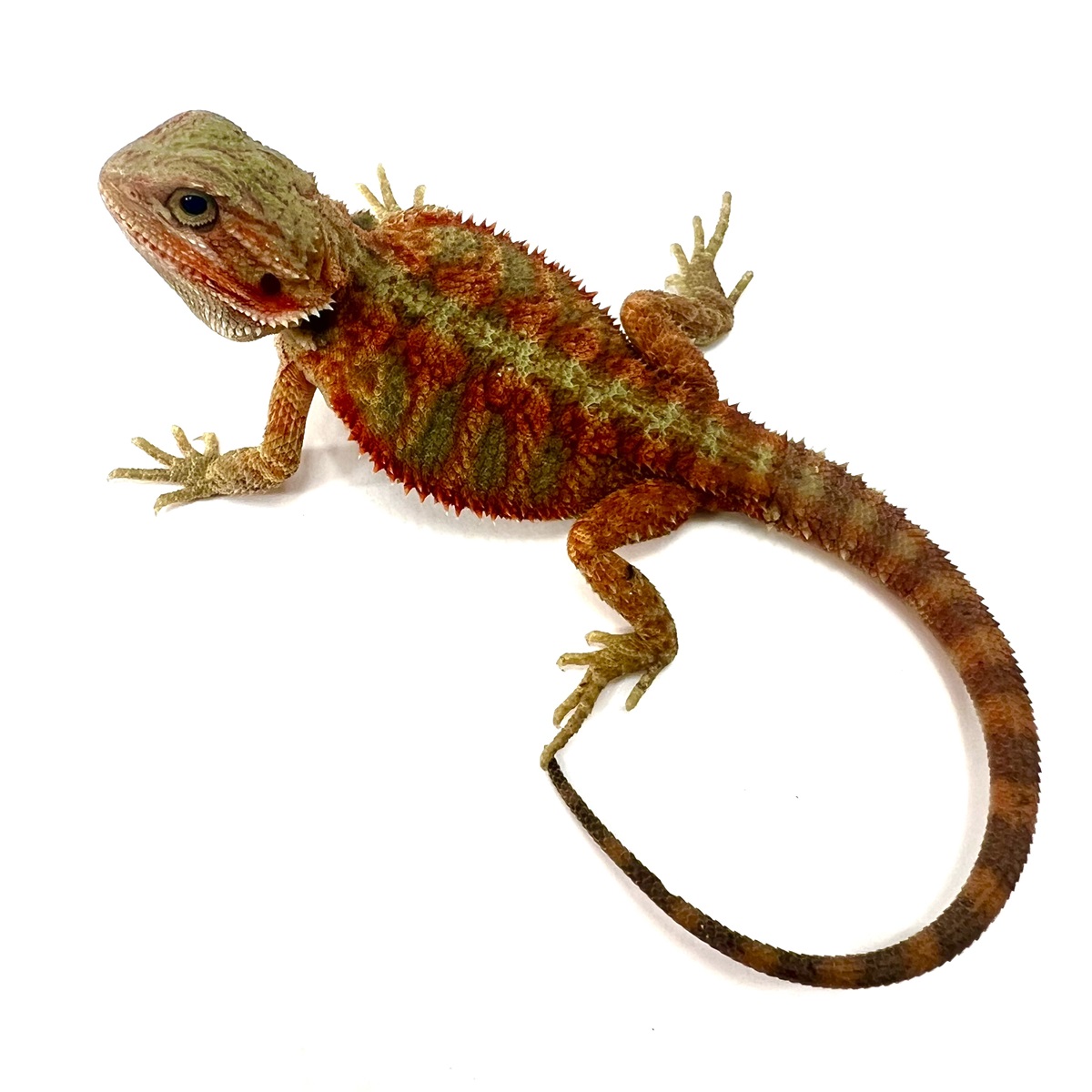Fire Ice Citrus Tiger