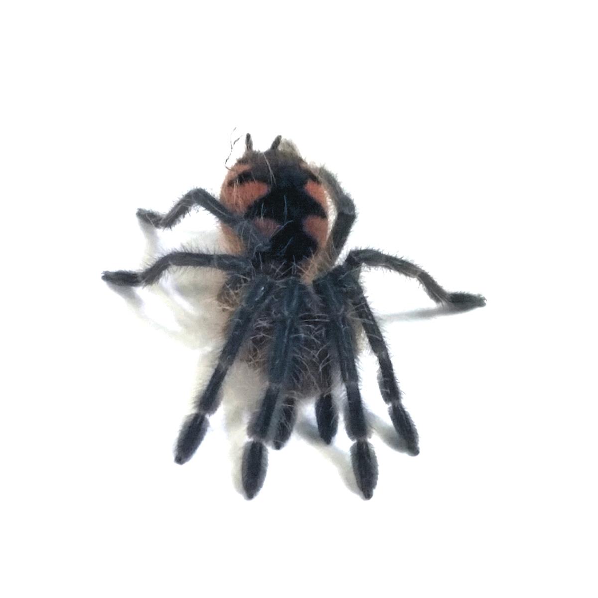 Pamphobeteus spec. machala