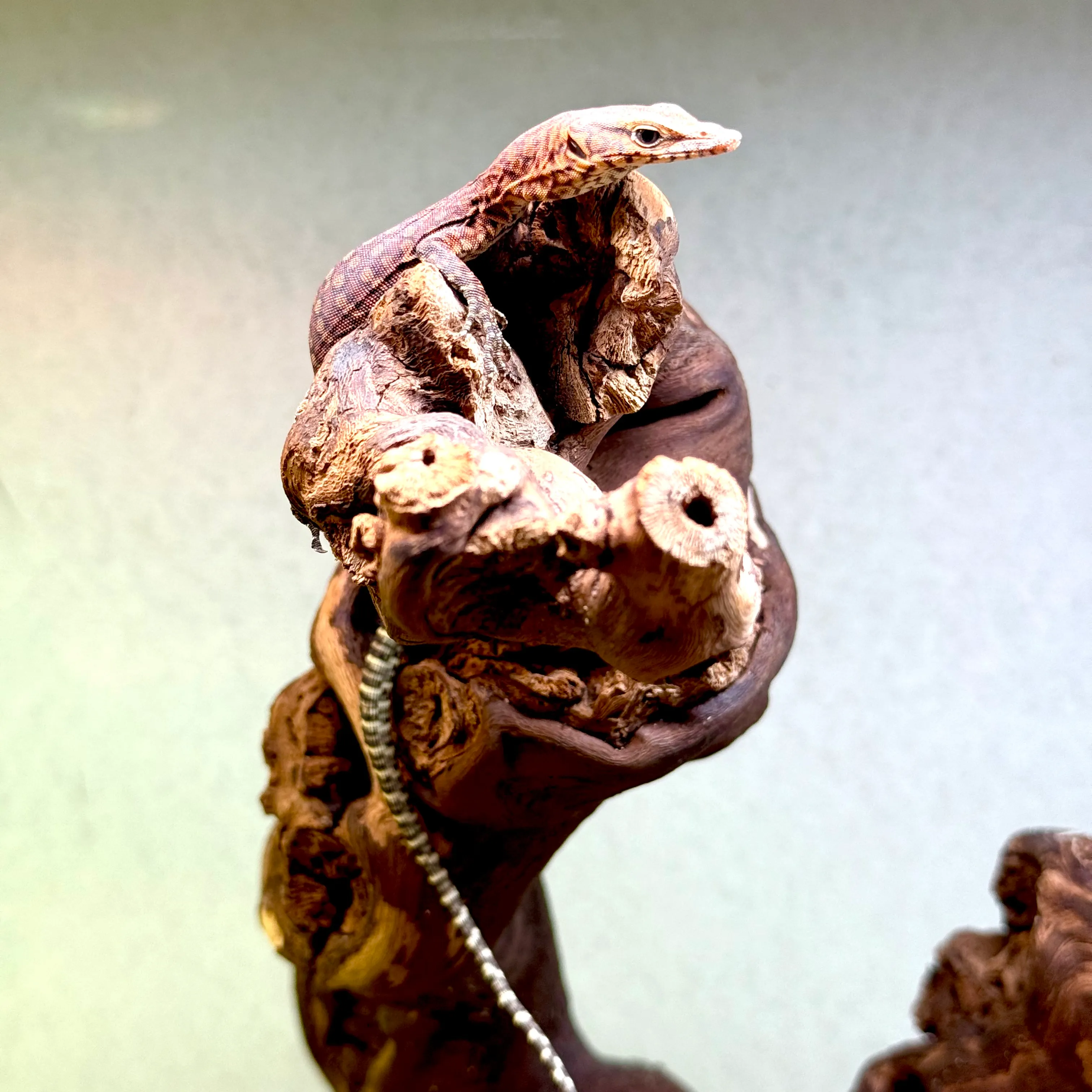 Varanus pilbarensis