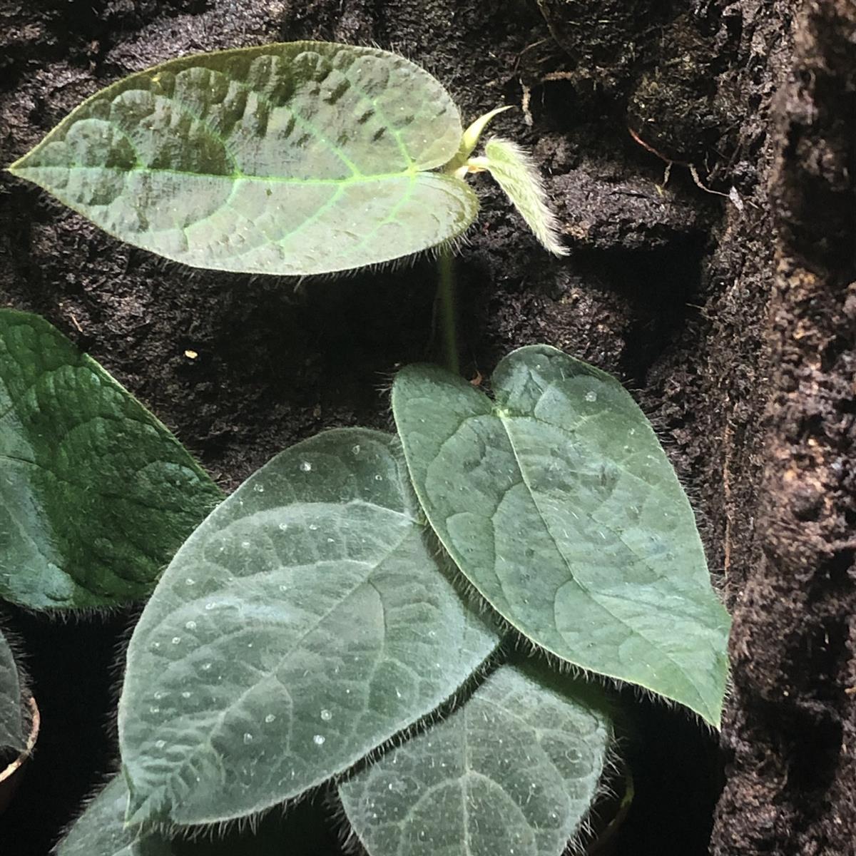 Ficus villosa Rankpflanze