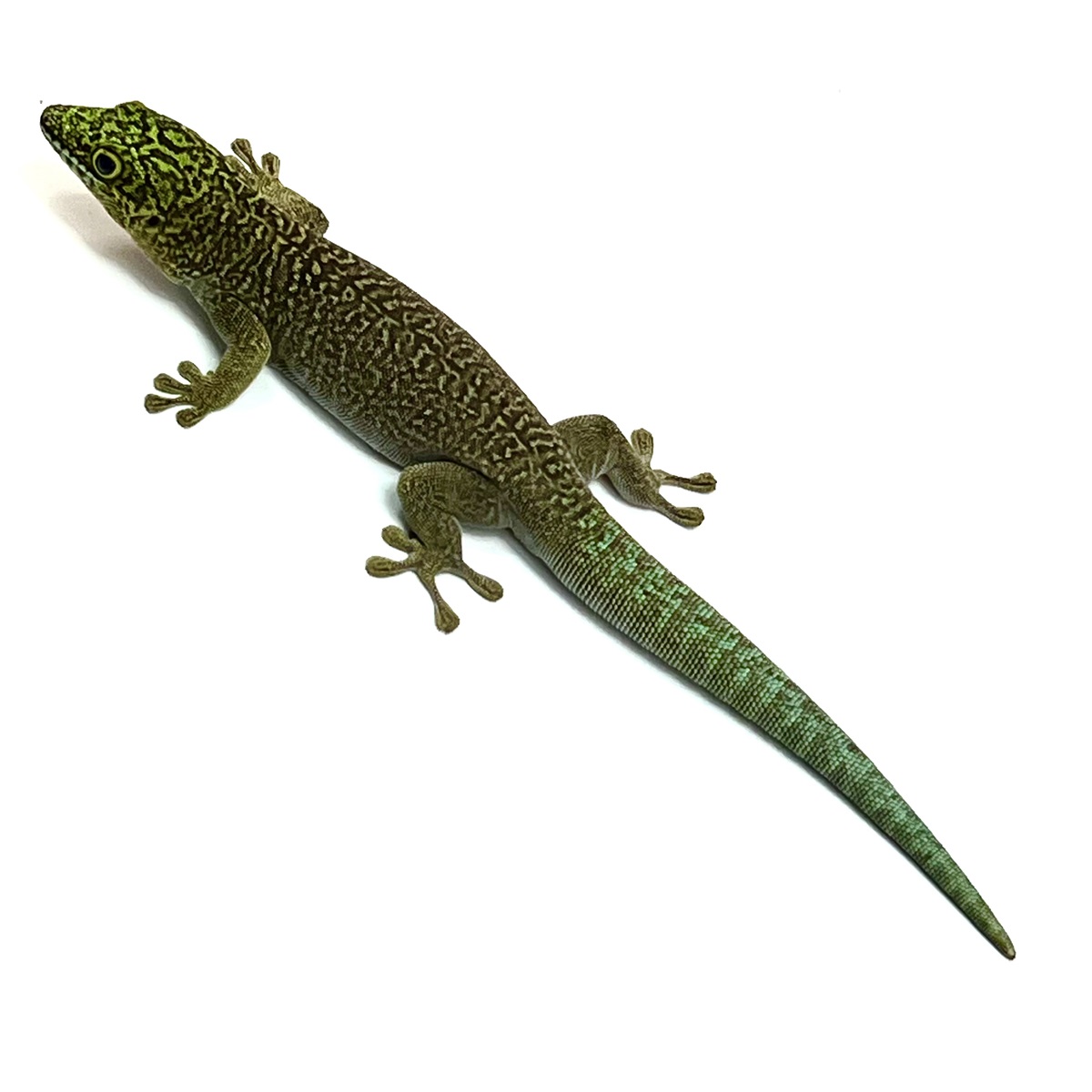 Phelsuma standingi