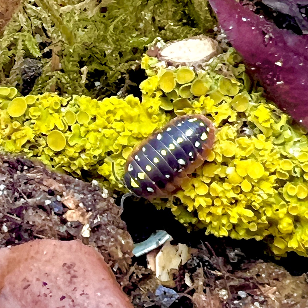 Armadillidium klugii "Montenegro" 10 Tiere