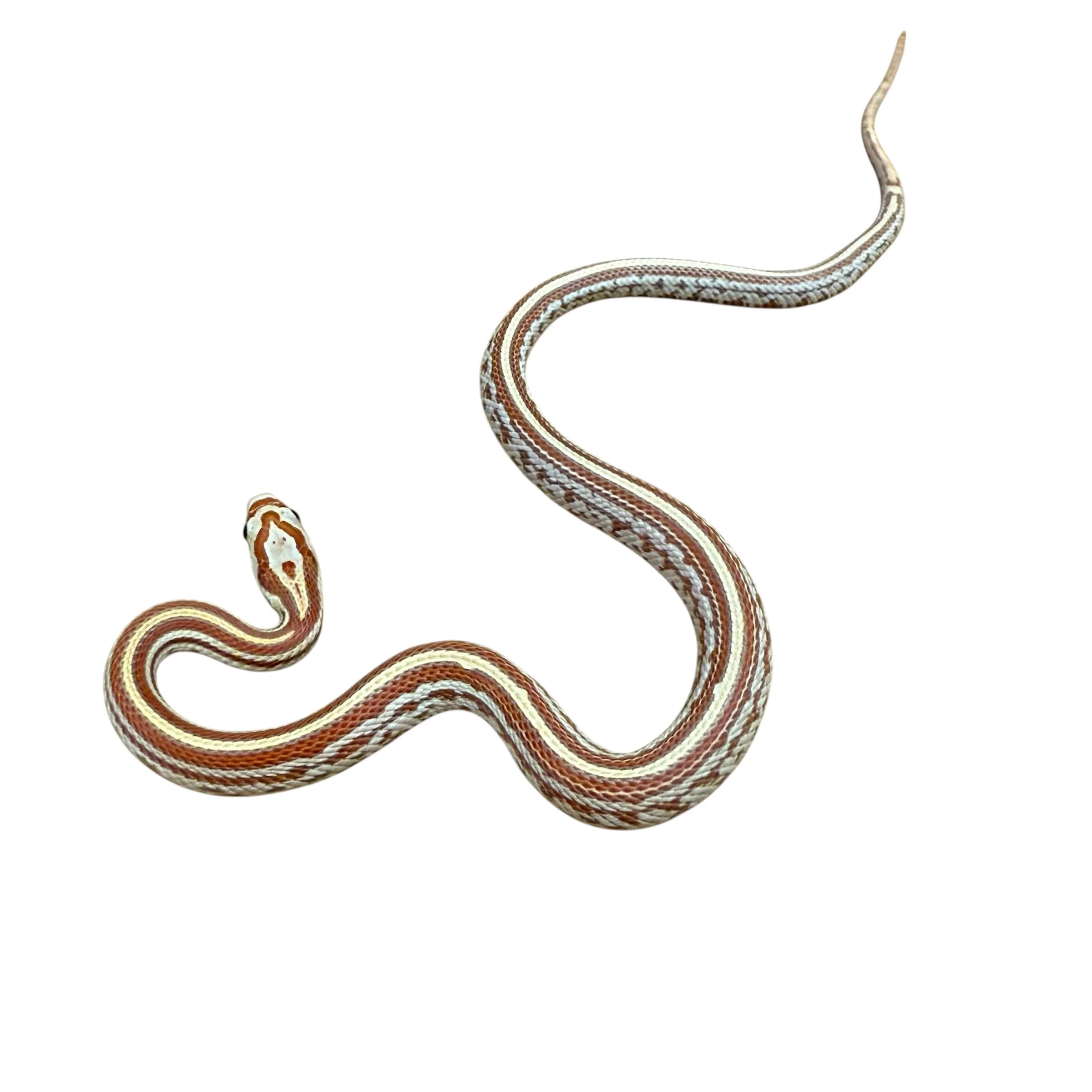 Ultramel Tessera