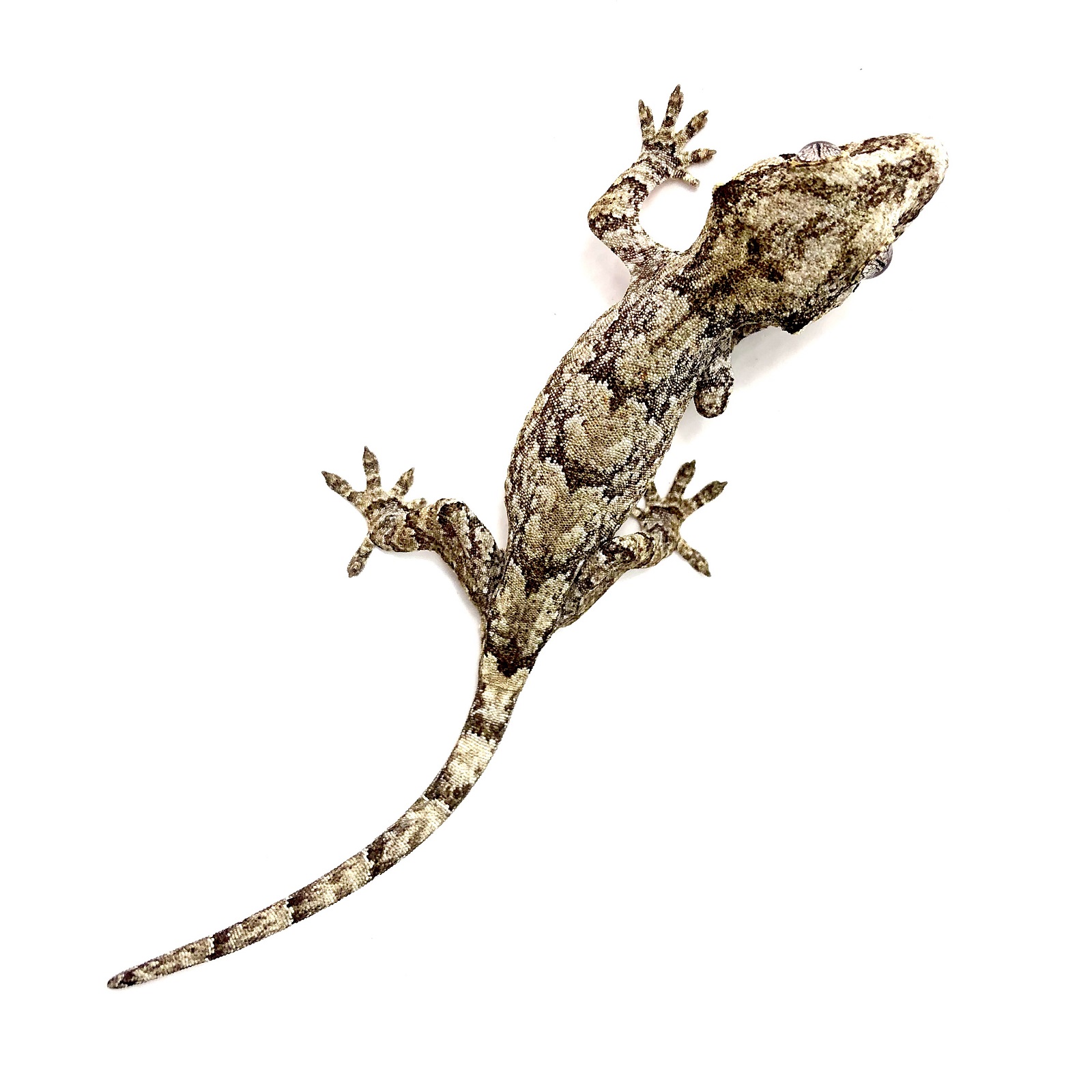 Höckerkopfgecko Rhacodactylus auriculatus