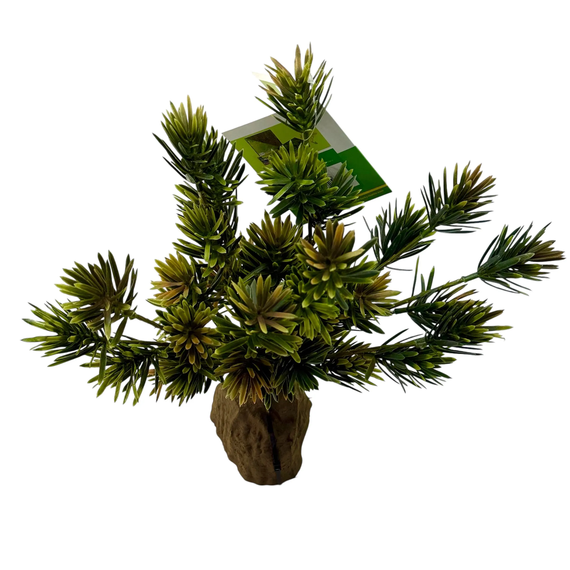 Podocarpus