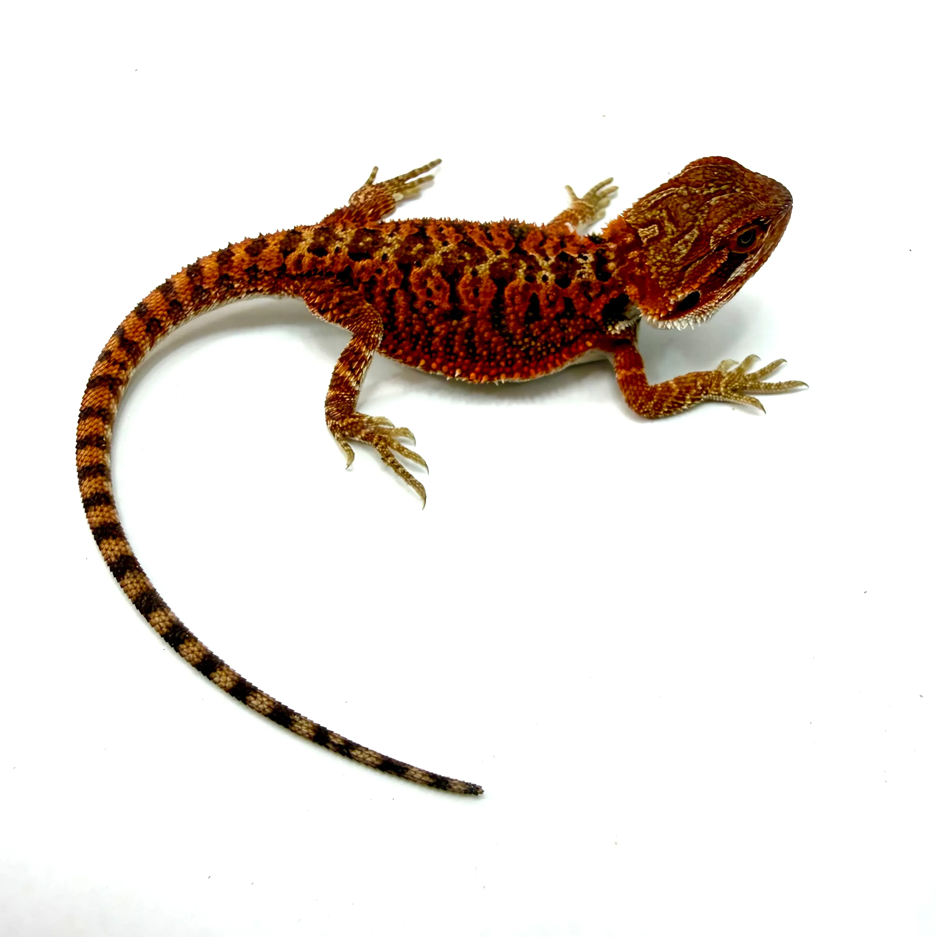 German Red Monster Bartagame #4