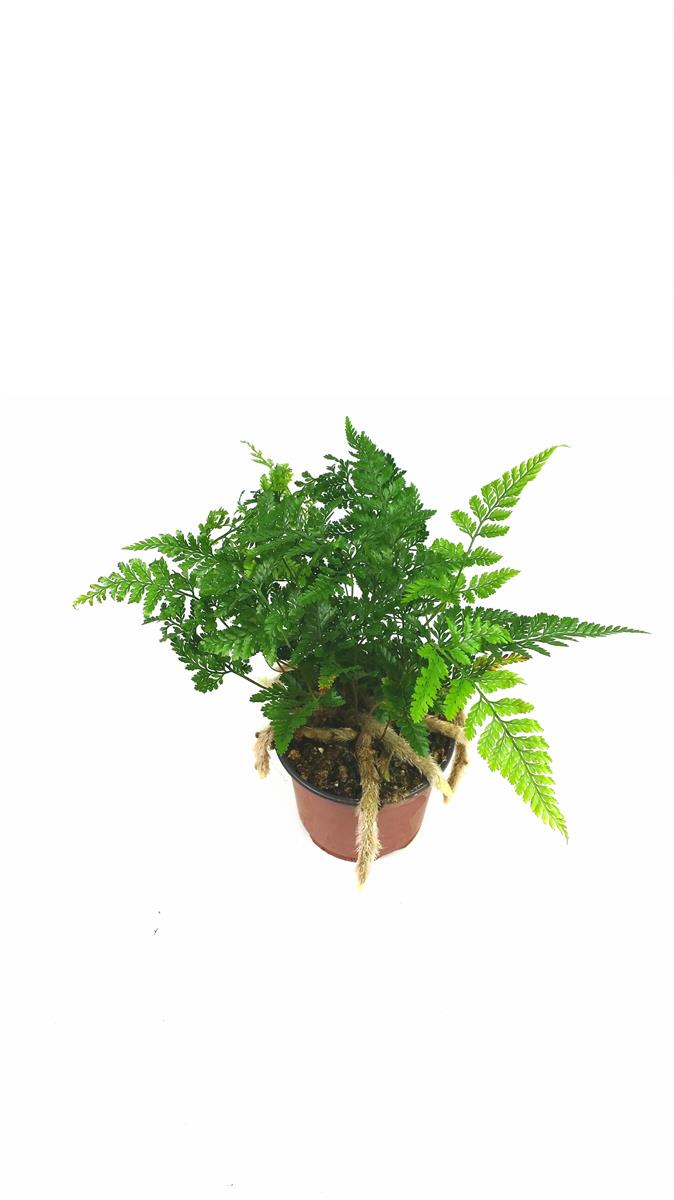 Humata tyermannii