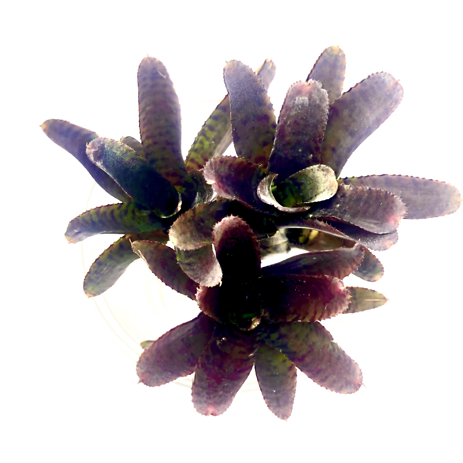 Neoregelia adonis