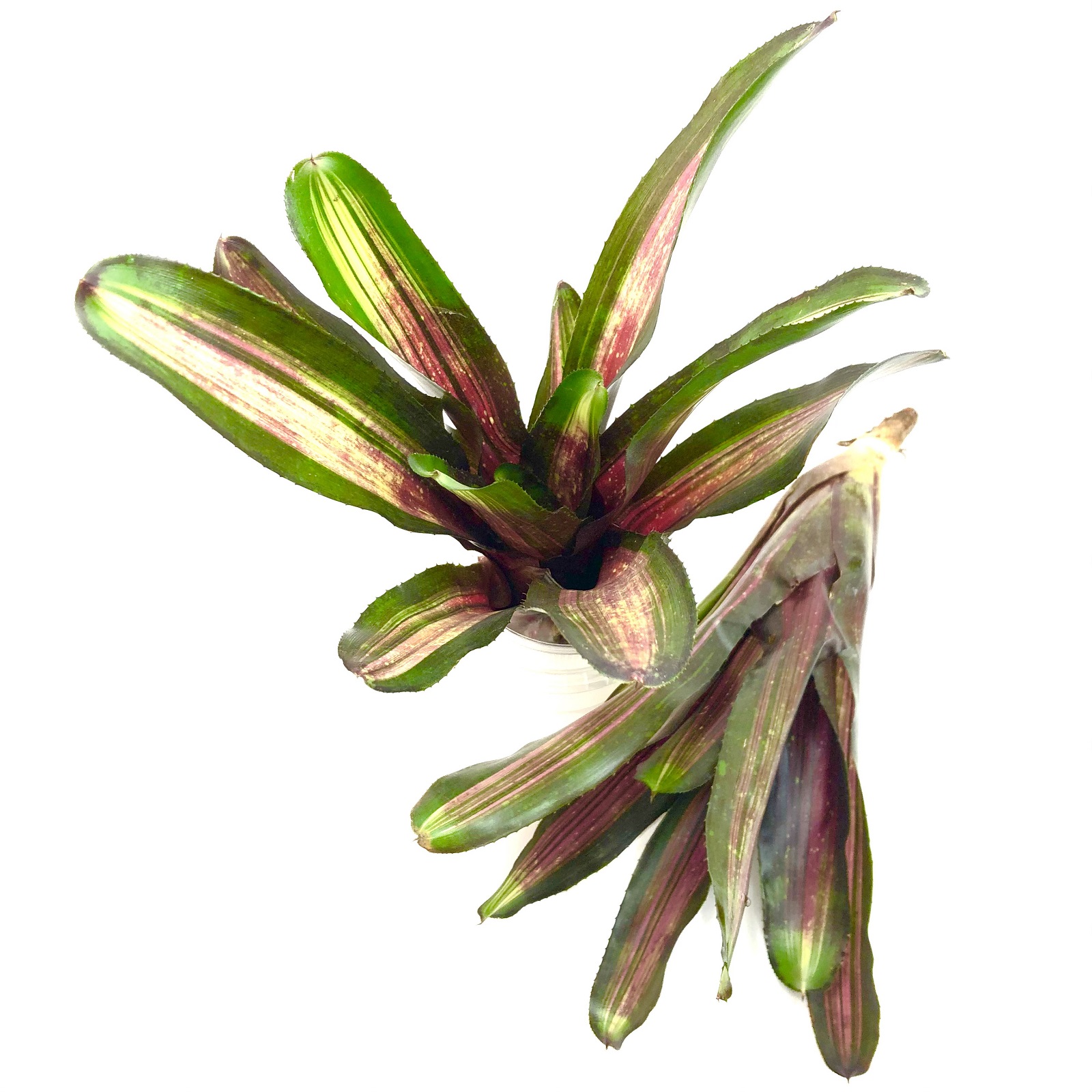 Neoregelia kahala dawn red