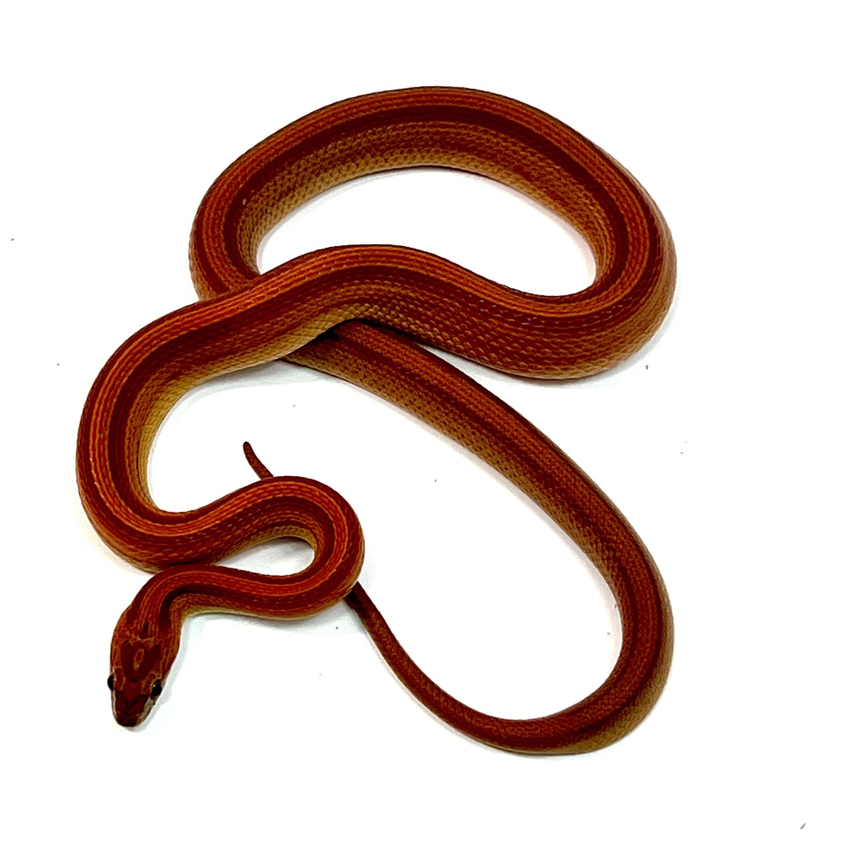 Bloodred Striped Kornnatter Pantherophis guttatus