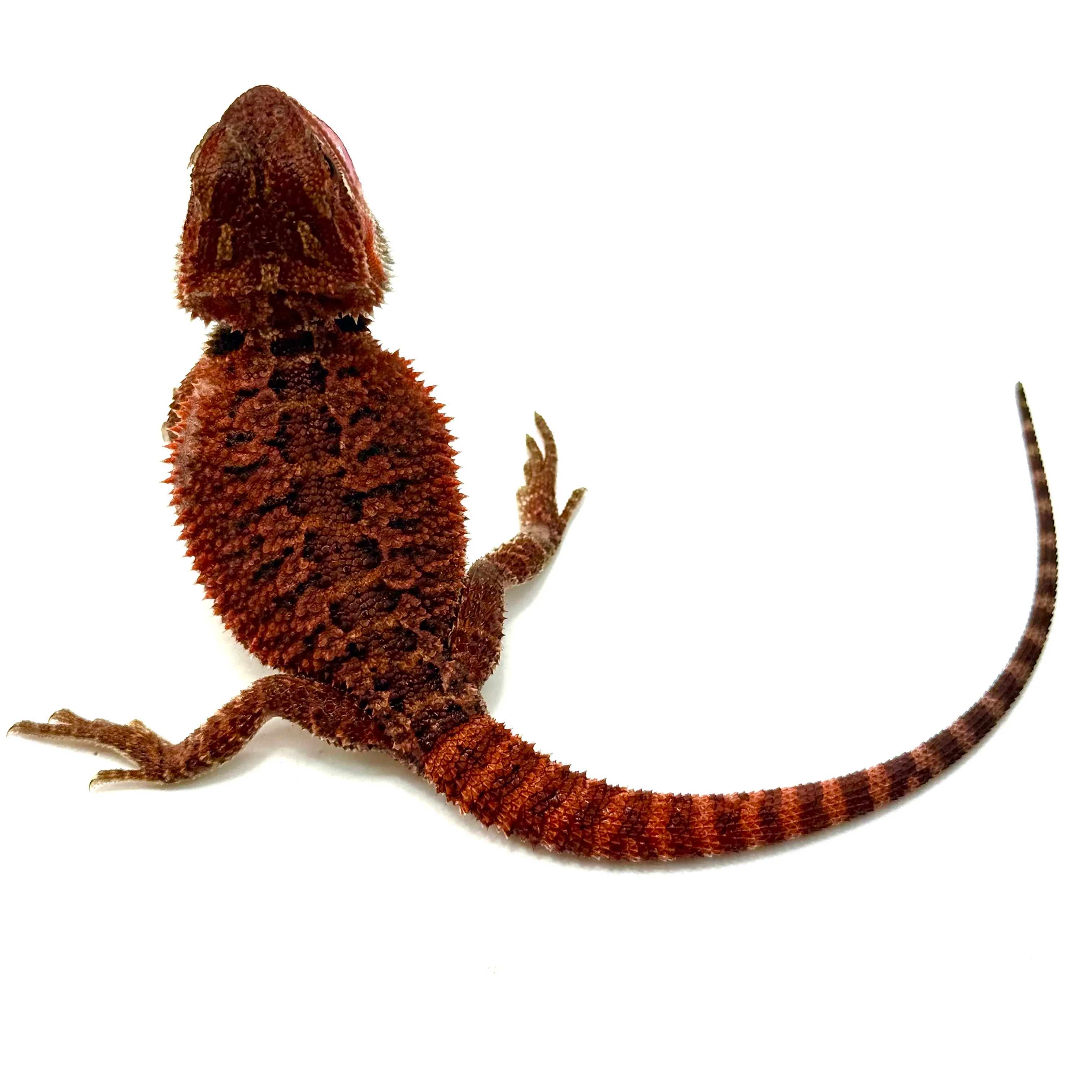 Cawley Red X Dark Monster