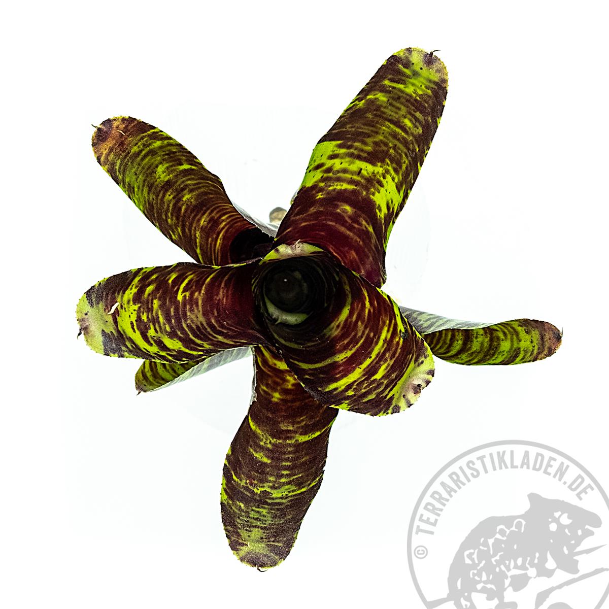 Neoregelia screaming tiger