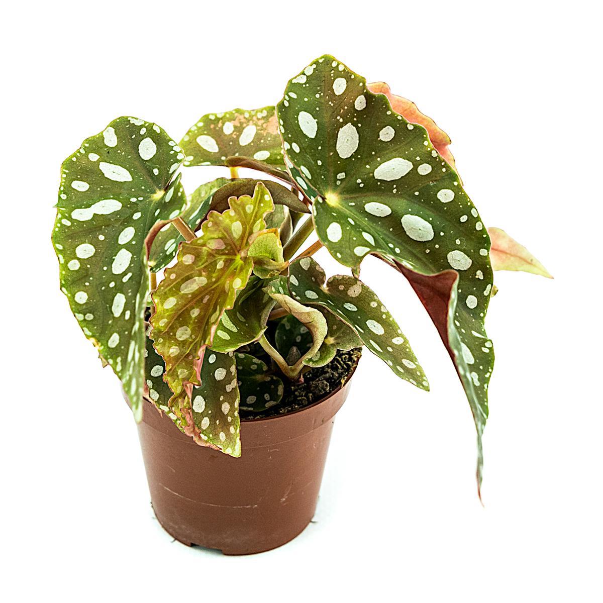 Begonia maculata