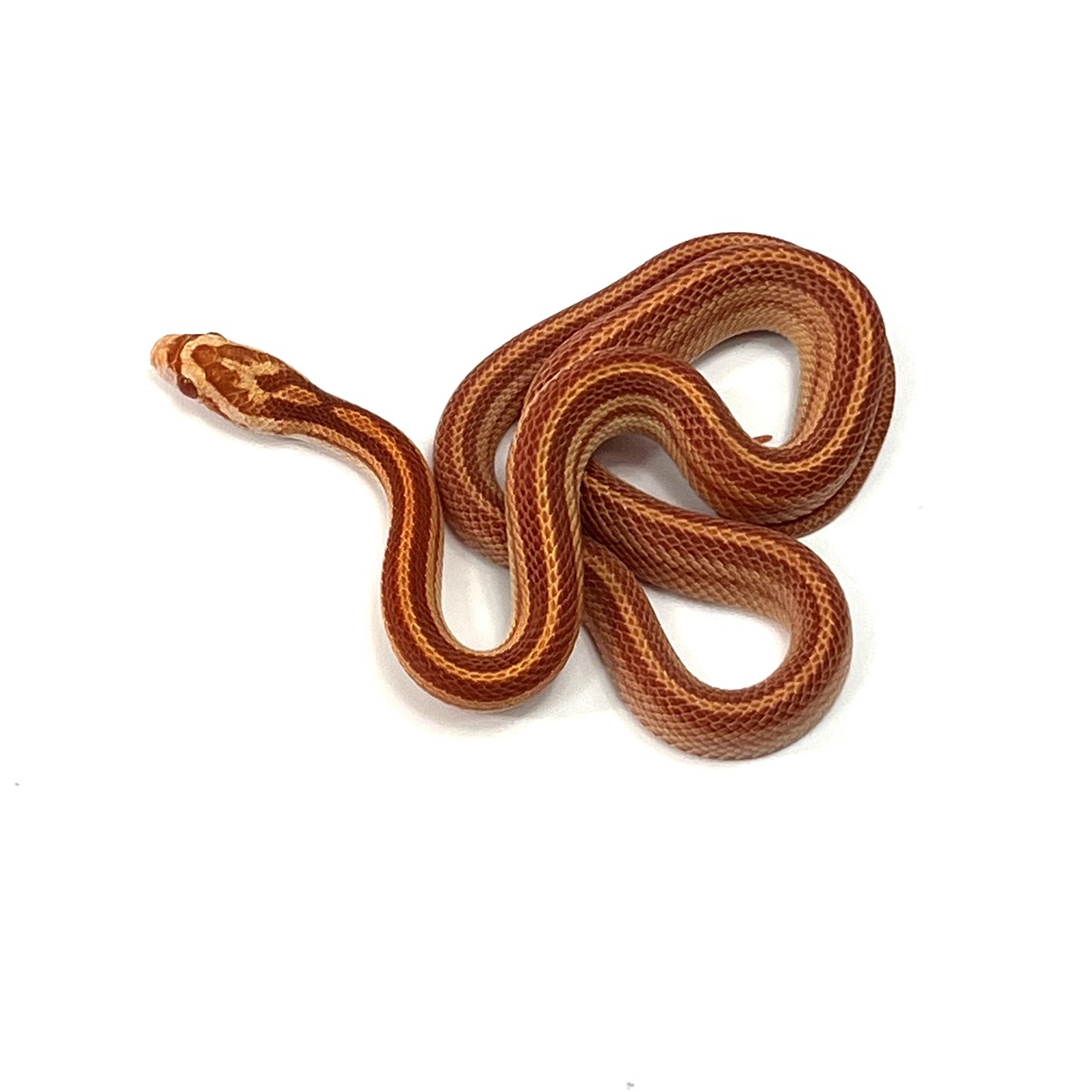 Pantherophis guttatus Kornnatter Albino Striped