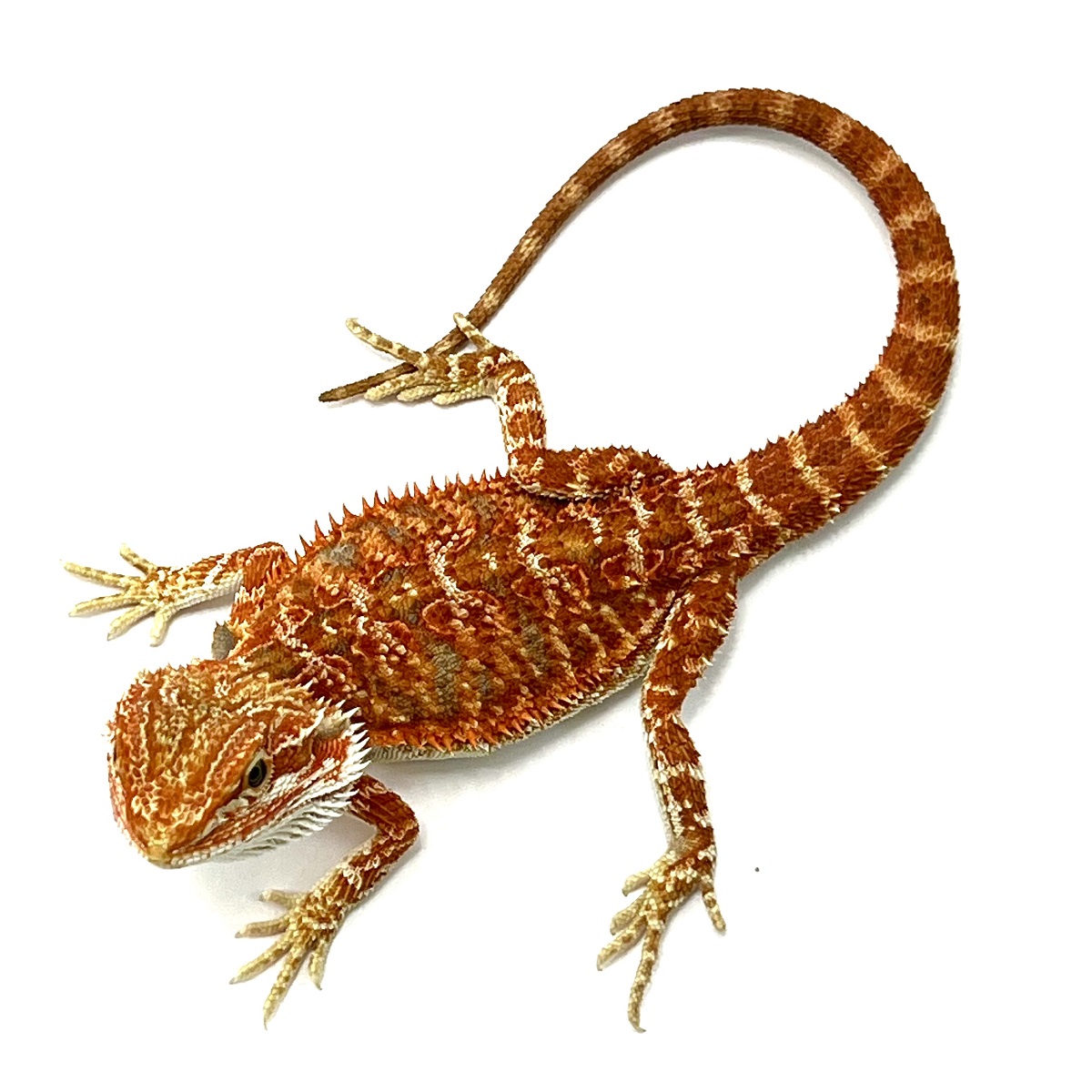 Super Extreme Red Bartagame