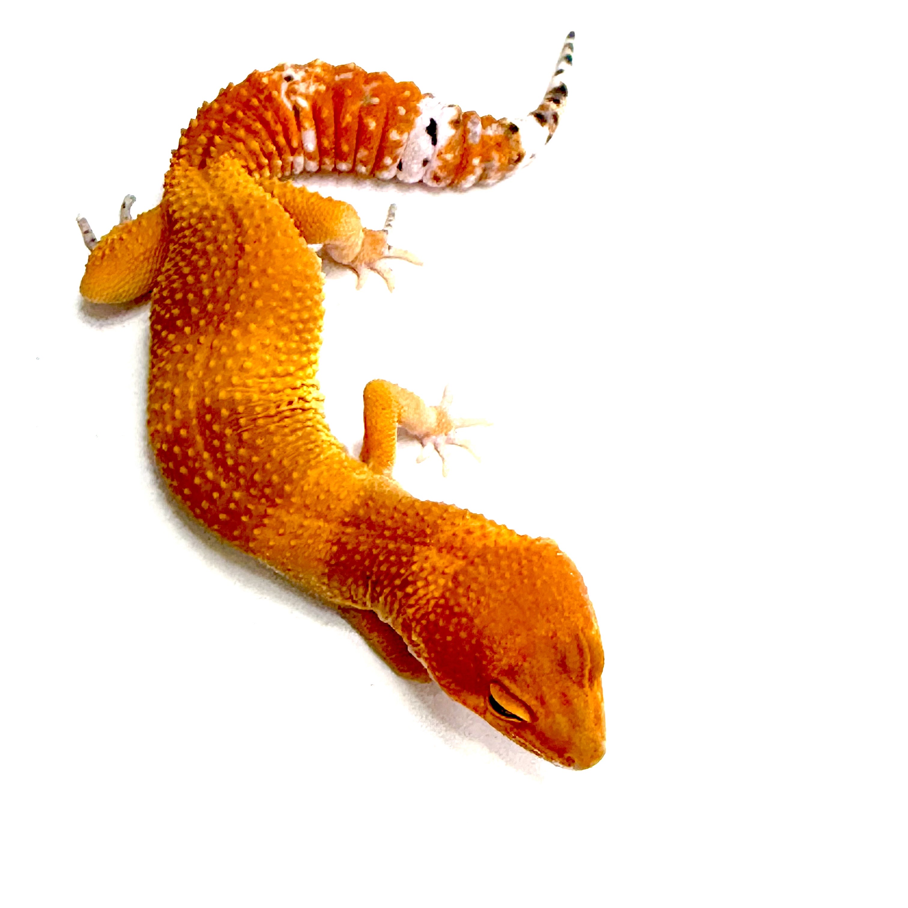 Tangerine Tornado
