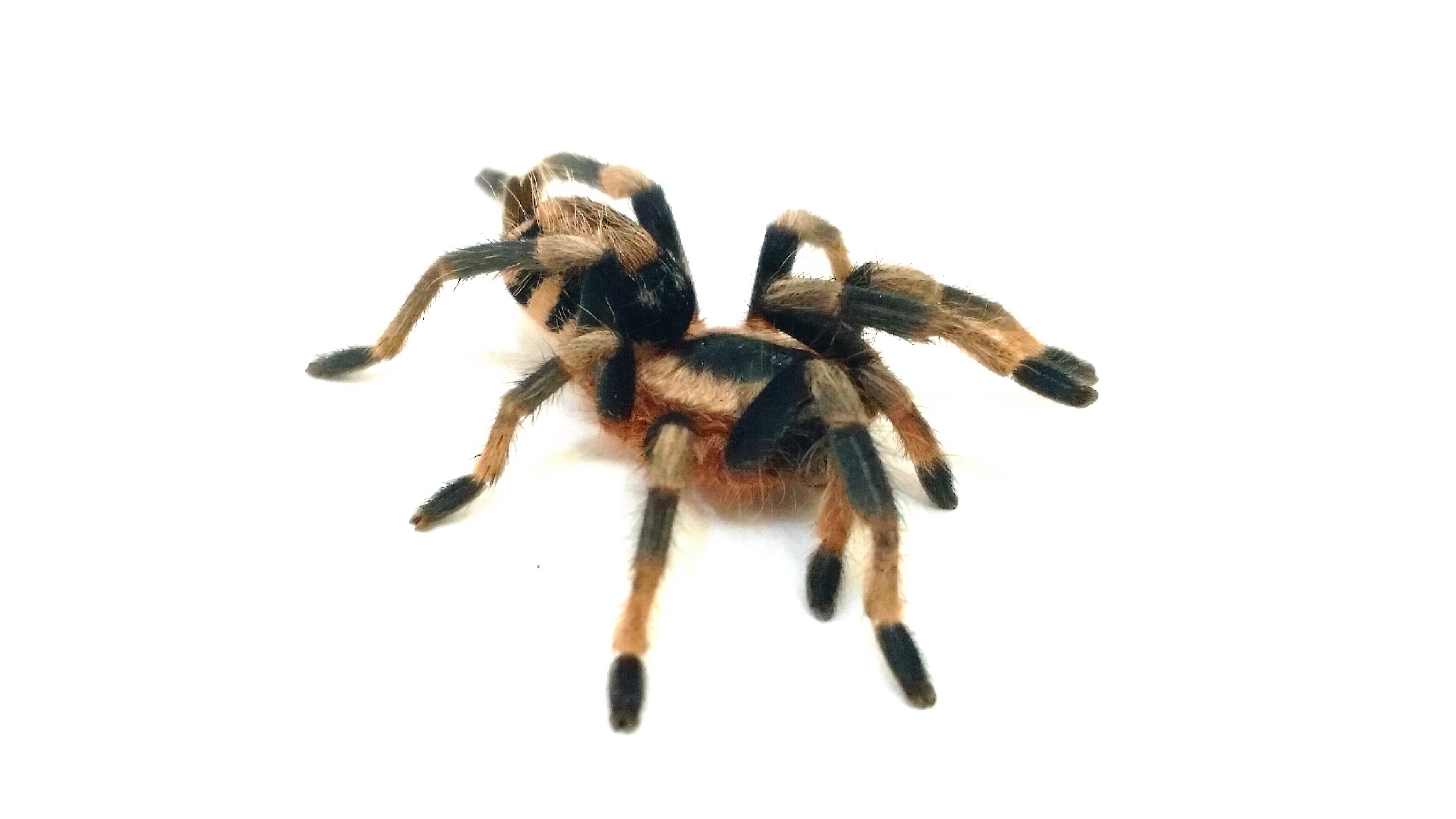 Cyriocosmus elegans