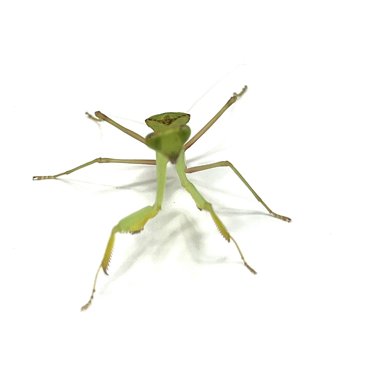 Sphrodromantis lineola 