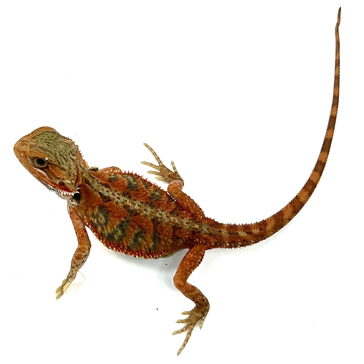 Hypo Translucent Extreme Red Bartagame