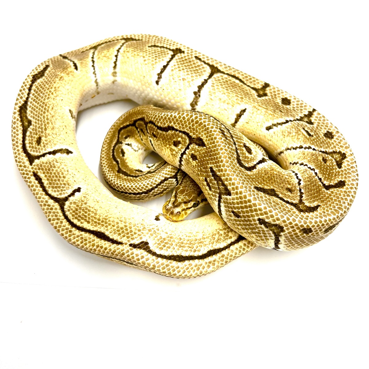 Orange Dream Pinstripe het Clown