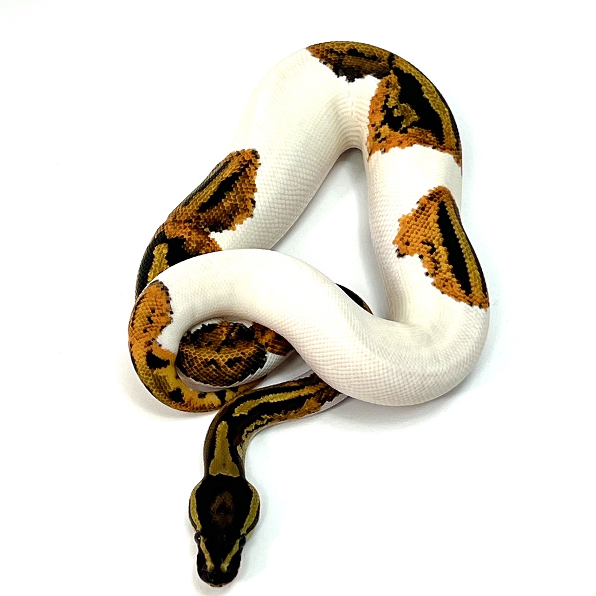 Yellowbelly Piebald